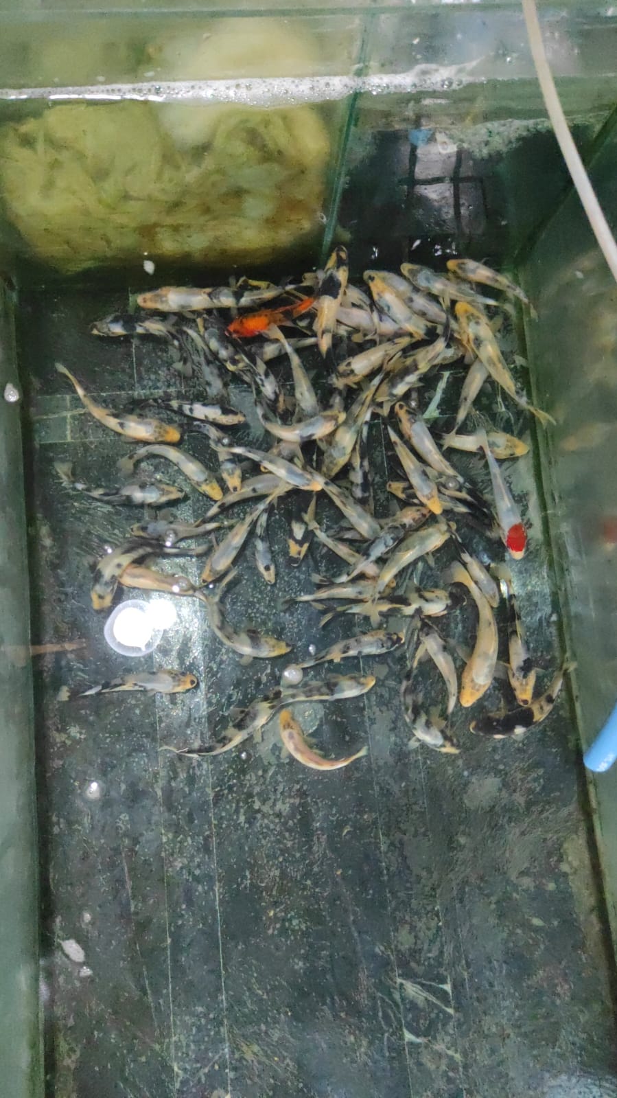 Lelang Koi Online, Jual Beli Ikan Koi, Pusat Jual Beli Koi, Info Lelang Koi Hari Ini, Platform Jual Beli Koi, Jual Beli Ikan Koi Online, Marketplace Ikan Koi, Jual Koi Terbaik, Tempat Beli Koi Berkualitas, Pasar Ikan Koi Online Terpercaya, Penjual Ikan Koi Terpercaya, Beli Koi Hias Online, Ikan Koi untuk Dijual, Koi Kualitas Terbaik, Toko Online Ikan Koi, Koi Hias Untuk Dijual, Jual Beli Ikan Koi Lokal, Koi Indonesia Online, Pusat Jual Beli Koi Terbesar