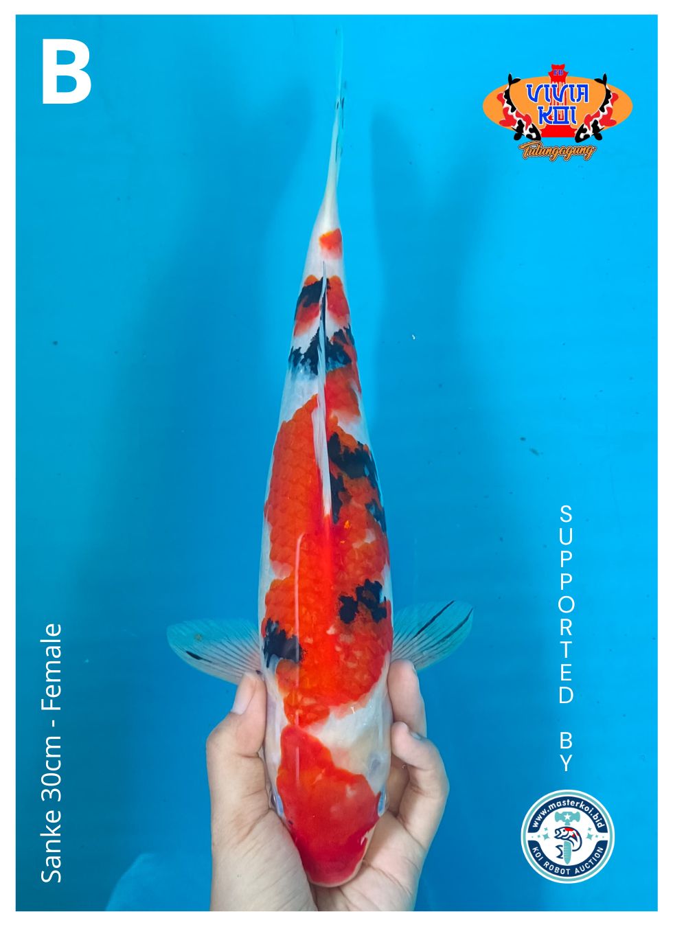 Lelang Koi Online, Jual Beli Ikan Koi, Pusat Jual Beli Koi, Info Lelang Koi Hari Ini, Platform Jual Beli Koi, Jual Beli Ikan Koi Online, Marketplace Ikan Koi, Jual Koi Terbaik, Tempat Beli Koi Berkualitas, Pasar Ikan Koi Online Terpercaya, Penjual Ikan Koi Terpercaya, Beli Koi Hias Online, Ikan Koi untuk Dijual, Koi Kualitas Terbaik, Toko Online Ikan Koi, Koi Hias Untuk Dijual, Jual Beli Ikan Koi Lokal, Koi Indonesia Online, Pusat Jual Beli Koi Terbesar