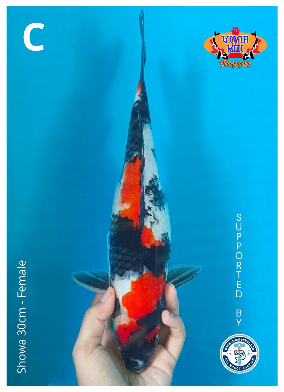 Lelang Koi Online, Jual Beli Ikan Koi, Pusat Jual Beli Koi, Info Lelang Koi Hari Ini, Platform Jual Beli Koi, Jual Beli Ikan Koi Online, Marketplace Ikan Koi, Jual Koi Terbaik, Tempat Beli Koi Berkualitas, Pasar Ikan Koi Online Terpercaya, Penjual Ikan Koi Terpercaya, Beli Koi Hias Online, Ikan Koi untuk Dijual, Koi Kualitas Terbaik, Toko Online Ikan Koi, Koi Hias Untuk Dijual, Jual Beli Ikan Koi Lokal, Koi Indonesia Online, Pusat Jual Beli Koi Terbesar