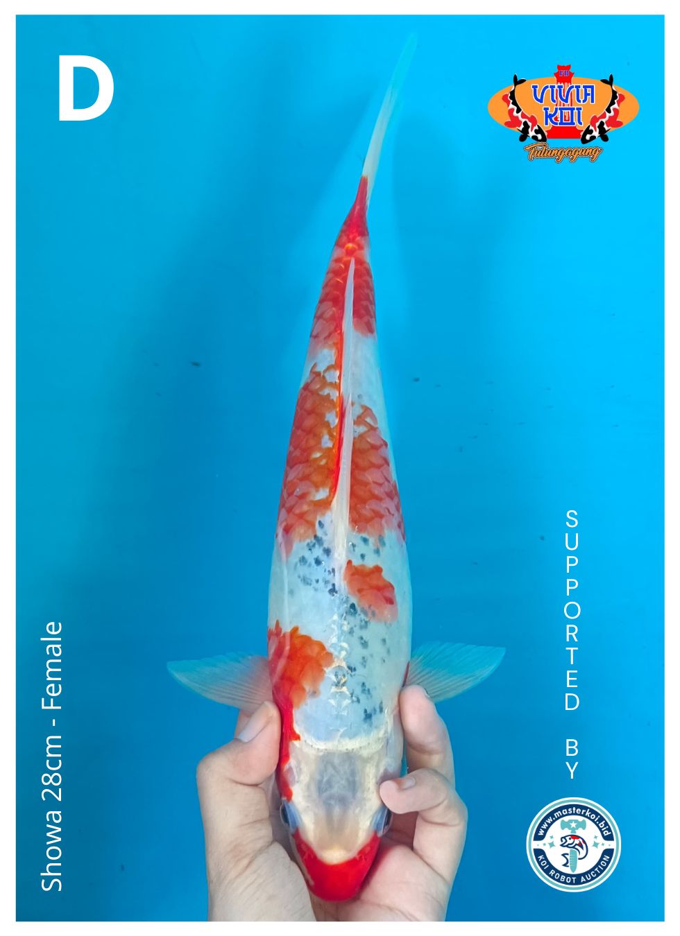 Lelang Koi Online, Jual Beli Ikan Koi, Pusat Jual Beli Koi, Info Lelang Koi Hari Ini, Platform Jual Beli Koi, Jual Beli Ikan Koi Online, Marketplace Ikan Koi, Jual Koi Terbaik, Tempat Beli Koi Berkualitas, Pasar Ikan Koi Online Terpercaya, Penjual Ikan Koi Terpercaya, Beli Koi Hias Online, Ikan Koi untuk Dijual, Koi Kualitas Terbaik, Toko Online Ikan Koi, Koi Hias Untuk Dijual, Jual Beli Ikan Koi Lokal, Koi Indonesia Online, Pusat Jual Beli Koi Terbesar