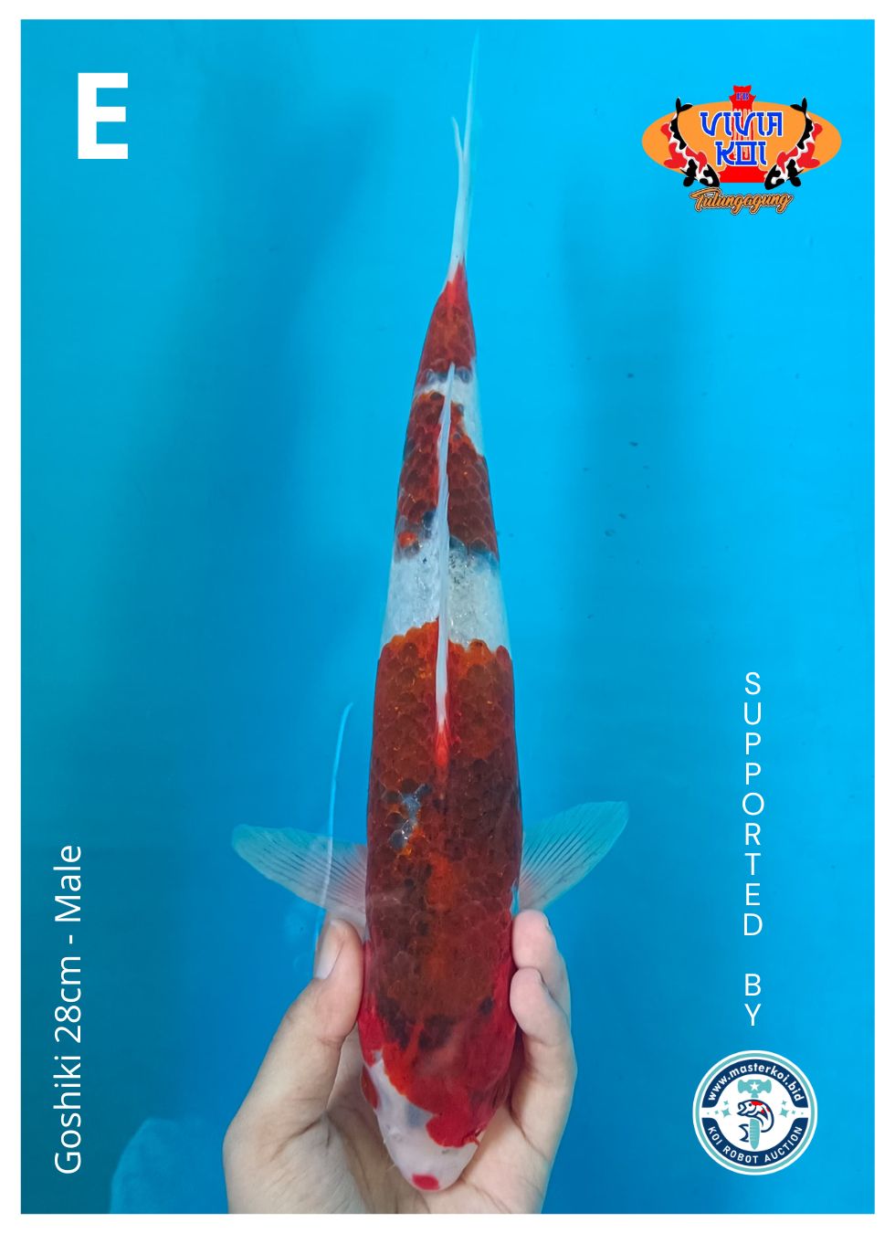 Lelang Koi Online, Jual Beli Ikan Koi, Pusat Jual Beli Koi, Info Lelang Koi Hari Ini, Platform Jual Beli Koi, Jual Beli Ikan Koi Online, Marketplace Ikan Koi, Jual Koi Terbaik, Tempat Beli Koi Berkualitas, Pasar Ikan Koi Online Terpercaya, Penjual Ikan Koi Terpercaya, Beli Koi Hias Online, Ikan Koi untuk Dijual, Koi Kualitas Terbaik, Toko Online Ikan Koi, Koi Hias Untuk Dijual, Jual Beli Ikan Koi Lokal, Koi Indonesia Online, Pusat Jual Beli Koi Terbesar