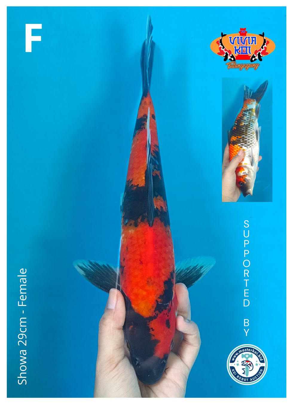 Lelang Koi Online, Jual Beli Ikan Koi, Pusat Jual Beli Koi, Info Lelang Koi Hari Ini, Platform Jual Beli Koi, Jual Beli Ikan Koi Online, Marketplace Ikan Koi, Jual Koi Terbaik, Tempat Beli Koi Berkualitas, Pasar Ikan Koi Online Terpercaya, Penjual Ikan Koi Terpercaya, Beli Koi Hias Online, Ikan Koi untuk Dijual, Koi Kualitas Terbaik, Toko Online Ikan Koi, Koi Hias Untuk Dijual, Jual Beli Ikan Koi Lokal, Koi Indonesia Online, Pusat Jual Beli Koi Terbesar