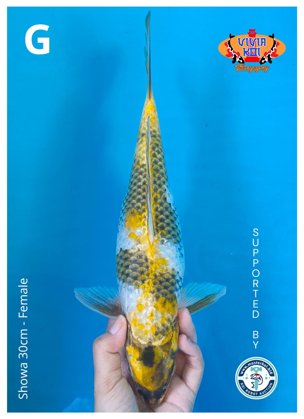 Lelang Koi Online, Jual Beli Ikan Koi, Pusat Jual Beli Koi, Info Lelang Koi Hari Ini, Platform Jual Beli Koi, Jual Beli Ikan Koi Online, Marketplace Ikan Koi, Jual Koi Terbaik, Tempat Beli Koi Berkualitas, Pasar Ikan Koi Online Terpercaya, Penjual Ikan Koi Terpercaya, Beli Koi Hias Online, Ikan Koi untuk Dijual, Koi Kualitas Terbaik, Toko Online Ikan Koi, Koi Hias Untuk Dijual, Jual Beli Ikan Koi Lokal, Koi Indonesia Online, Pusat Jual Beli Koi Terbesar