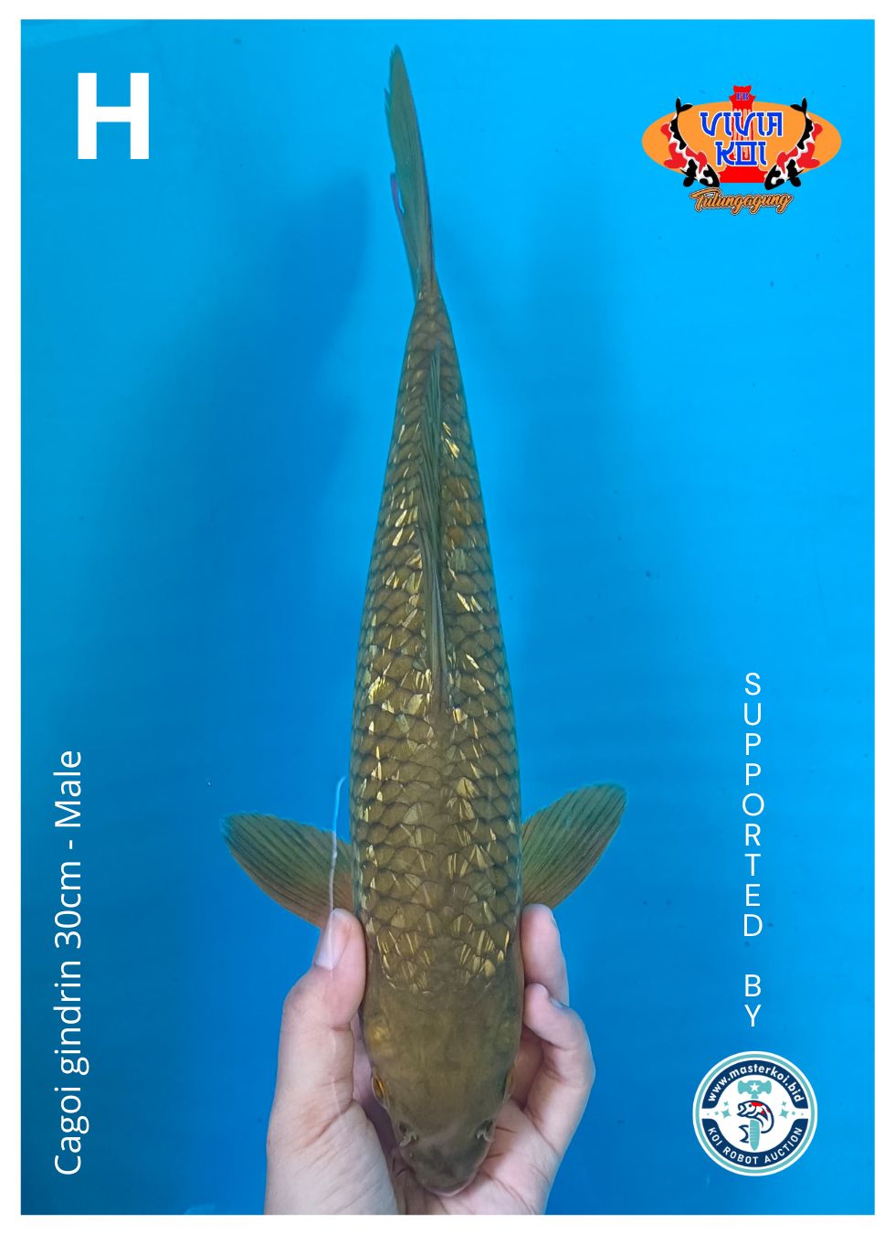 Lelang Koi Online, Jual Beli Ikan Koi, Pusat Jual Beli Koi, Info Lelang Koi Hari Ini, Platform Jual Beli Koi, Jual Beli Ikan Koi Online, Marketplace Ikan Koi, Jual Koi Terbaik, Tempat Beli Koi Berkualitas, Pasar Ikan Koi Online Terpercaya, Penjual Ikan Koi Terpercaya, Beli Koi Hias Online, Ikan Koi untuk Dijual, Koi Kualitas Terbaik, Toko Online Ikan Koi, Koi Hias Untuk Dijual, Jual Beli Ikan Koi Lokal, Koi Indonesia Online, Pusat Jual Beli Koi Terbesar