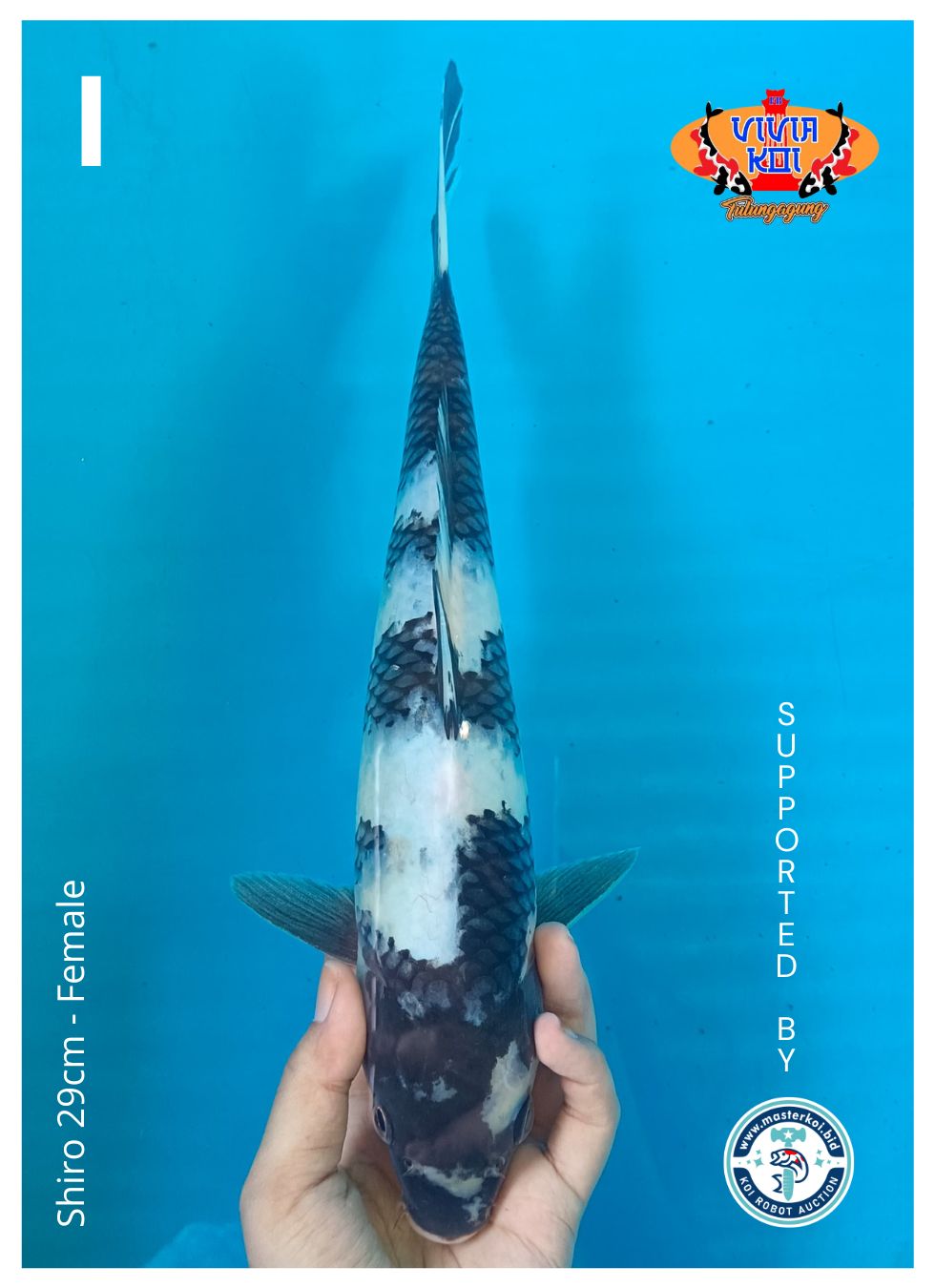 Lelang Koi Online, Jual Beli Ikan Koi, Pusat Jual Beli Koi, Info Lelang Koi Hari Ini, Platform Jual Beli Koi, Jual Beli Ikan Koi Online, Marketplace Ikan Koi, Jual Koi Terbaik, Tempat Beli Koi Berkualitas, Pasar Ikan Koi Online Terpercaya, Penjual Ikan Koi Terpercaya, Beli Koi Hias Online, Ikan Koi untuk Dijual, Koi Kualitas Terbaik, Toko Online Ikan Koi, Koi Hias Untuk Dijual, Jual Beli Ikan Koi Lokal, Koi Indonesia Online, Pusat Jual Beli Koi Terbesar