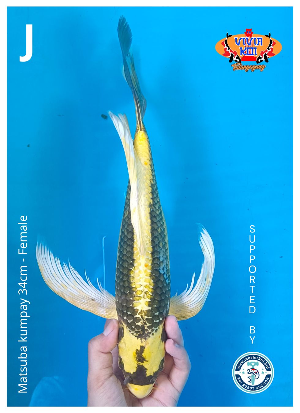 Lelang Koi Online, Jual Beli Ikan Koi, Pusat Jual Beli Koi, Info Lelang Koi Hari Ini, Platform Jual Beli Koi, Jual Beli Ikan Koi Online, Marketplace Ikan Koi, Jual Koi Terbaik, Tempat Beli Koi Berkualitas, Pasar Ikan Koi Online Terpercaya, Penjual Ikan Koi Terpercaya, Beli Koi Hias Online, Ikan Koi untuk Dijual, Koi Kualitas Terbaik, Toko Online Ikan Koi, Koi Hias Untuk Dijual, Jual Beli Ikan Koi Lokal, Koi Indonesia Online, Pusat Jual Beli Koi Terbesar