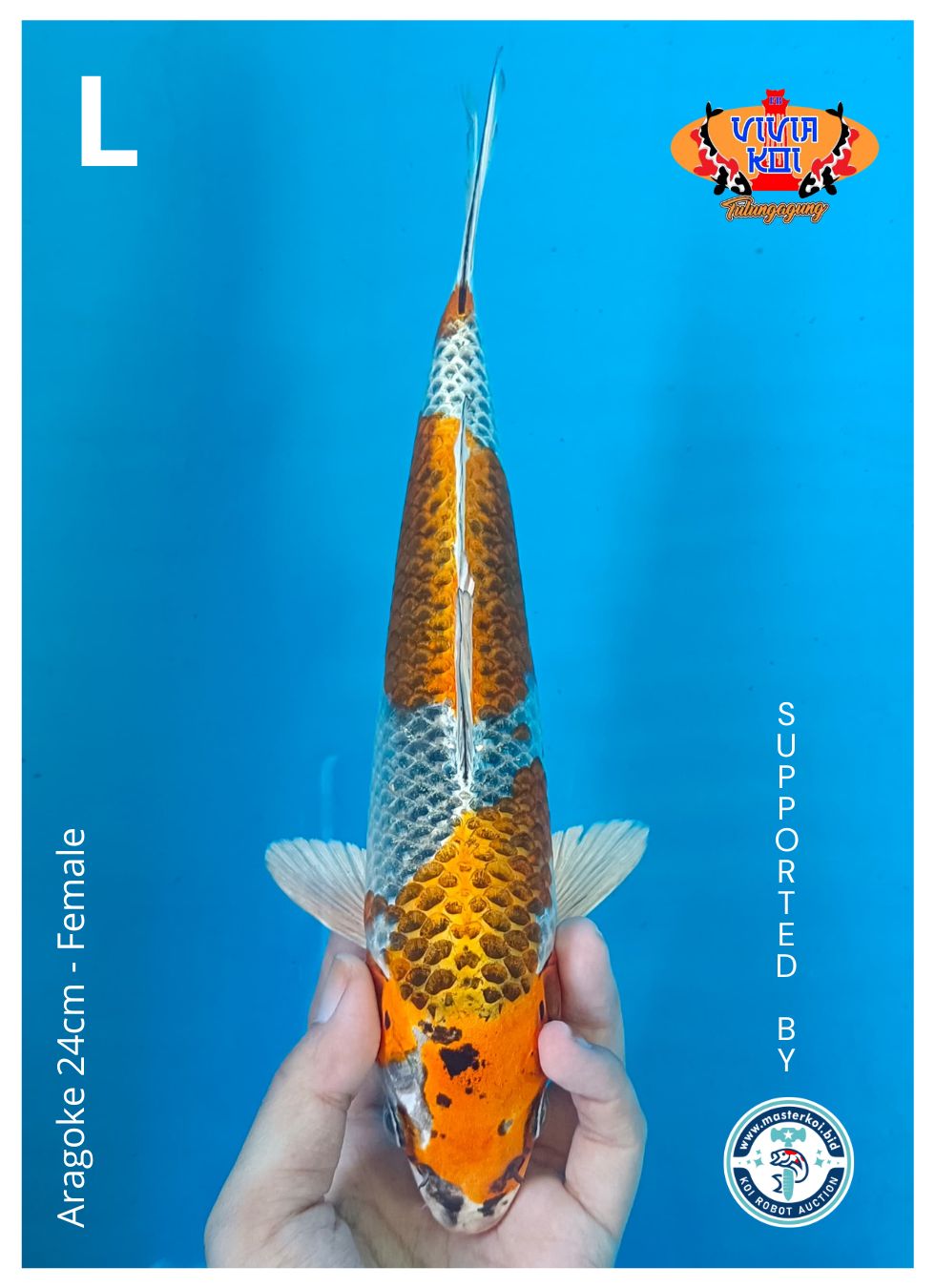 Lelang Koi Online, Jual Beli Ikan Koi, Pusat Jual Beli Koi, Info Lelang Koi Hari Ini, Platform Jual Beli Koi, Jual Beli Ikan Koi Online, Marketplace Ikan Koi, Jual Koi Terbaik, Tempat Beli Koi Berkualitas, Pasar Ikan Koi Online Terpercaya, Penjual Ikan Koi Terpercaya, Beli Koi Hias Online, Ikan Koi untuk Dijual, Koi Kualitas Terbaik, Toko Online Ikan Koi, Koi Hias Untuk Dijual, Jual Beli Ikan Koi Lokal, Koi Indonesia Online, Pusat Jual Beli Koi Terbesar