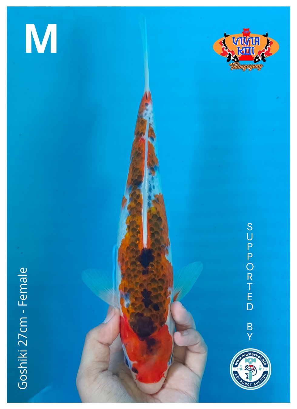 Lelang Koi Online, Jual Beli Ikan Koi, Pusat Jual Beli Koi, Info Lelang Koi Hari Ini, Platform Jual Beli Koi, Jual Beli Ikan Koi Online, Marketplace Ikan Koi, Jual Koi Terbaik, Tempat Beli Koi Berkualitas, Pasar Ikan Koi Online Terpercaya, Penjual Ikan Koi Terpercaya, Beli Koi Hias Online, Ikan Koi untuk Dijual, Koi Kualitas Terbaik, Toko Online Ikan Koi, Koi Hias Untuk Dijual, Jual Beli Ikan Koi Lokal, Koi Indonesia Online, Pusat Jual Beli Koi Terbesar