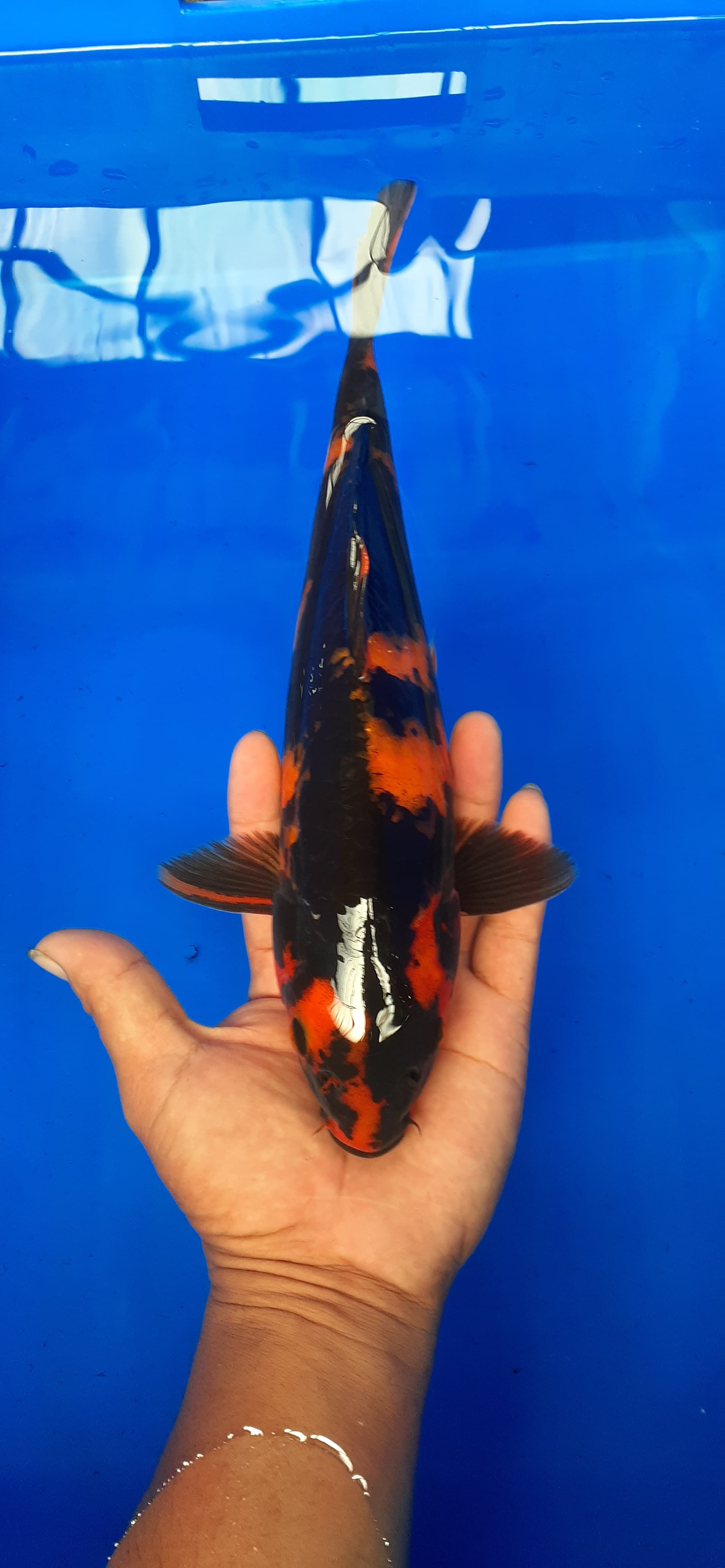 Lelang Koi Online, Jual Beli Ikan Koi, Pusat Jual Beli Koi, Info Lelang Koi Hari Ini, Platform Jual Beli Koi, Jual Beli Ikan Koi Online, Marketplace Ikan Koi, Jual Koi Terbaik, Tempat Beli Koi Berkualitas, Pasar Ikan Koi Online Terpercaya, Penjual Ikan Koi Terpercaya, Beli Koi Hias Online, Ikan Koi untuk Dijual, Koi Kualitas Terbaik, Toko Online Ikan Koi, Koi Hias Untuk Dijual, Jual Beli Ikan Koi Lokal, Koi Indonesia Online, Pusat Jual Beli Koi Terbesar