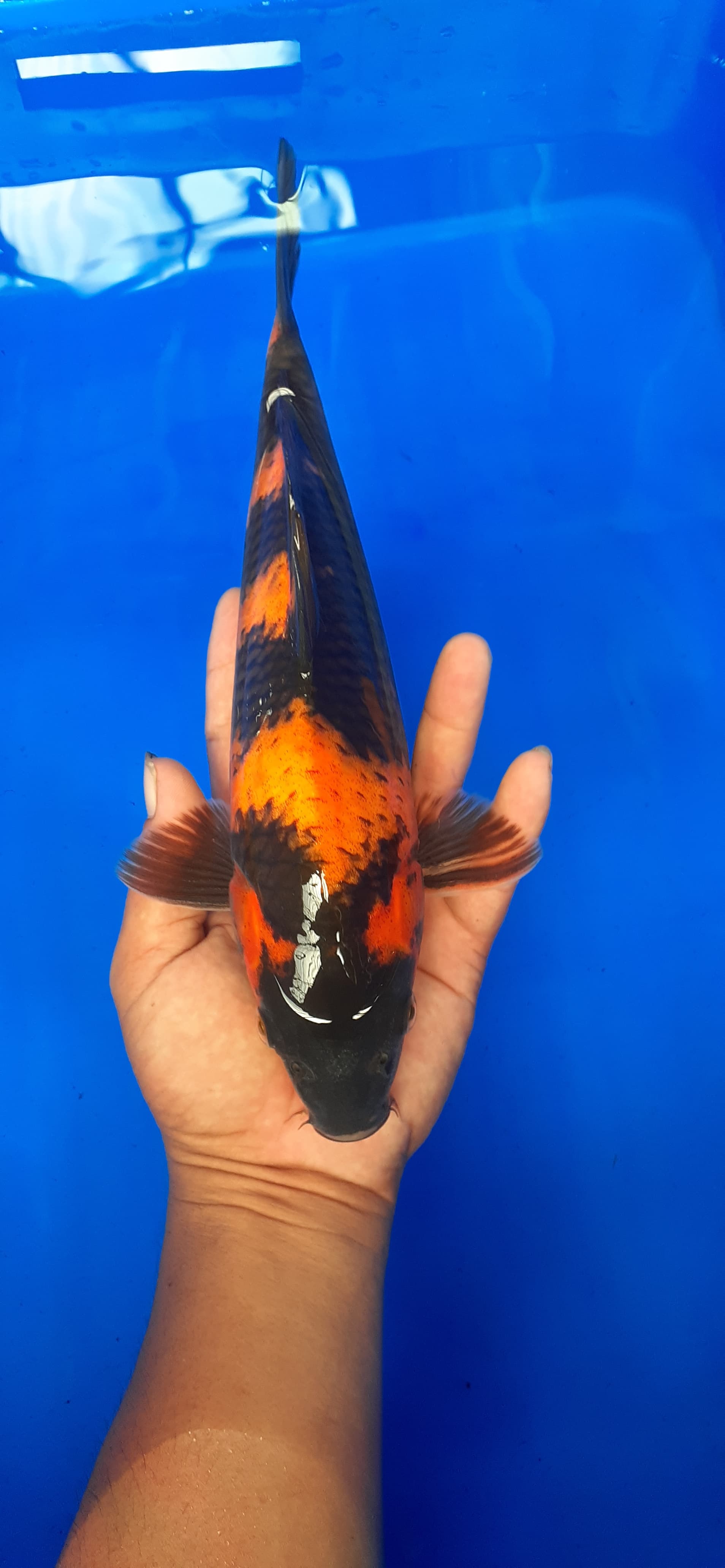 Lelang Koi Online, Jual Beli Ikan Koi, Pusat Jual Beli Koi, Info Lelang Koi Hari Ini, Platform Jual Beli Koi, Jual Beli Ikan Koi Online, Marketplace Ikan Koi, Jual Koi Terbaik, Tempat Beli Koi Berkualitas, Pasar Ikan Koi Online Terpercaya, Penjual Ikan Koi Terpercaya, Beli Koi Hias Online, Ikan Koi untuk Dijual, Koi Kualitas Terbaik, Toko Online Ikan Koi, Koi Hias Untuk Dijual, Jual Beli Ikan Koi Lokal, Koi Indonesia Online, Pusat Jual Beli Koi Terbesar