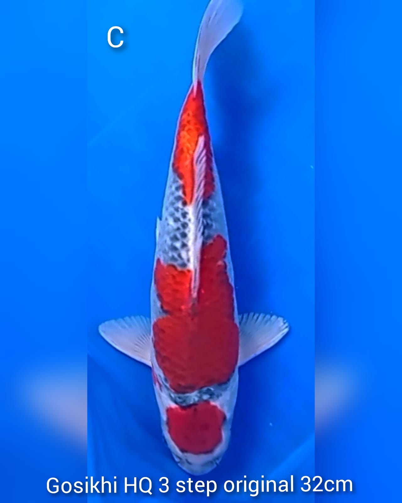 Lelang Koi Online, Jual Beli Ikan Koi, Pusat Jual Beli Koi, Info Lelang Koi Hari Ini, Platform Jual Beli Koi, Jual Beli Ikan Koi Online, Marketplace Ikan Koi, Jual Koi Terbaik, Tempat Beli Koi Berkualitas, Pasar Ikan Koi Online Terpercaya, Penjual Ikan Koi Terpercaya, Beli Koi Hias Online, Ikan Koi untuk Dijual, Koi Kualitas Terbaik, Toko Online Ikan Koi, Koi Hias Untuk Dijual, Jual Beli Ikan Koi Lokal, Koi Indonesia Online, Pusat Jual Beli Koi Terbesar