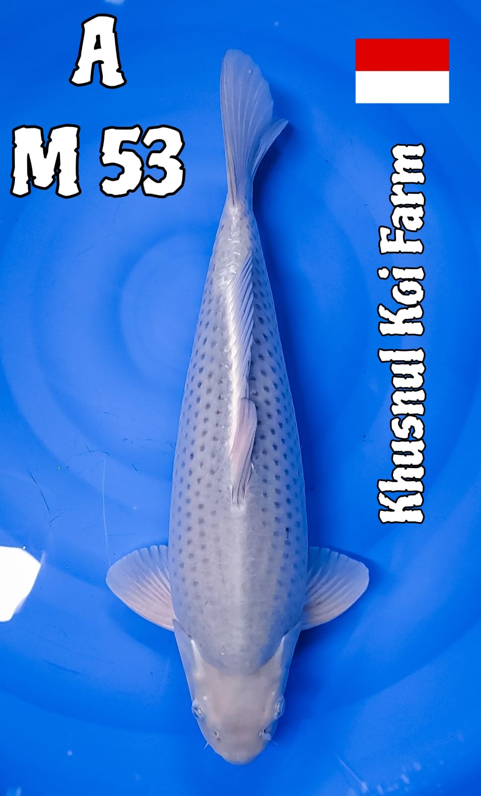 Lelang Koi Online, Jual Beli Ikan Koi, Pusat Jual Beli Koi, Info Lelang Koi Hari Ini, Platform Jual Beli Koi, Jual Beli Ikan Koi Online, Marketplace Ikan Koi, Jual Koi Terbaik, Tempat Beli Koi Berkualitas, Pasar Ikan Koi Online Terpercaya, Penjual Ikan Koi Terpercaya, Beli Koi Hias Online, Ikan Koi untuk Dijual, Koi Kualitas Terbaik, Toko Online Ikan Koi, Koi Hias Untuk Dijual, Jual Beli Ikan Koi Lokal, Koi Indonesia Online, Pusat Jual Beli Koi Terbesar