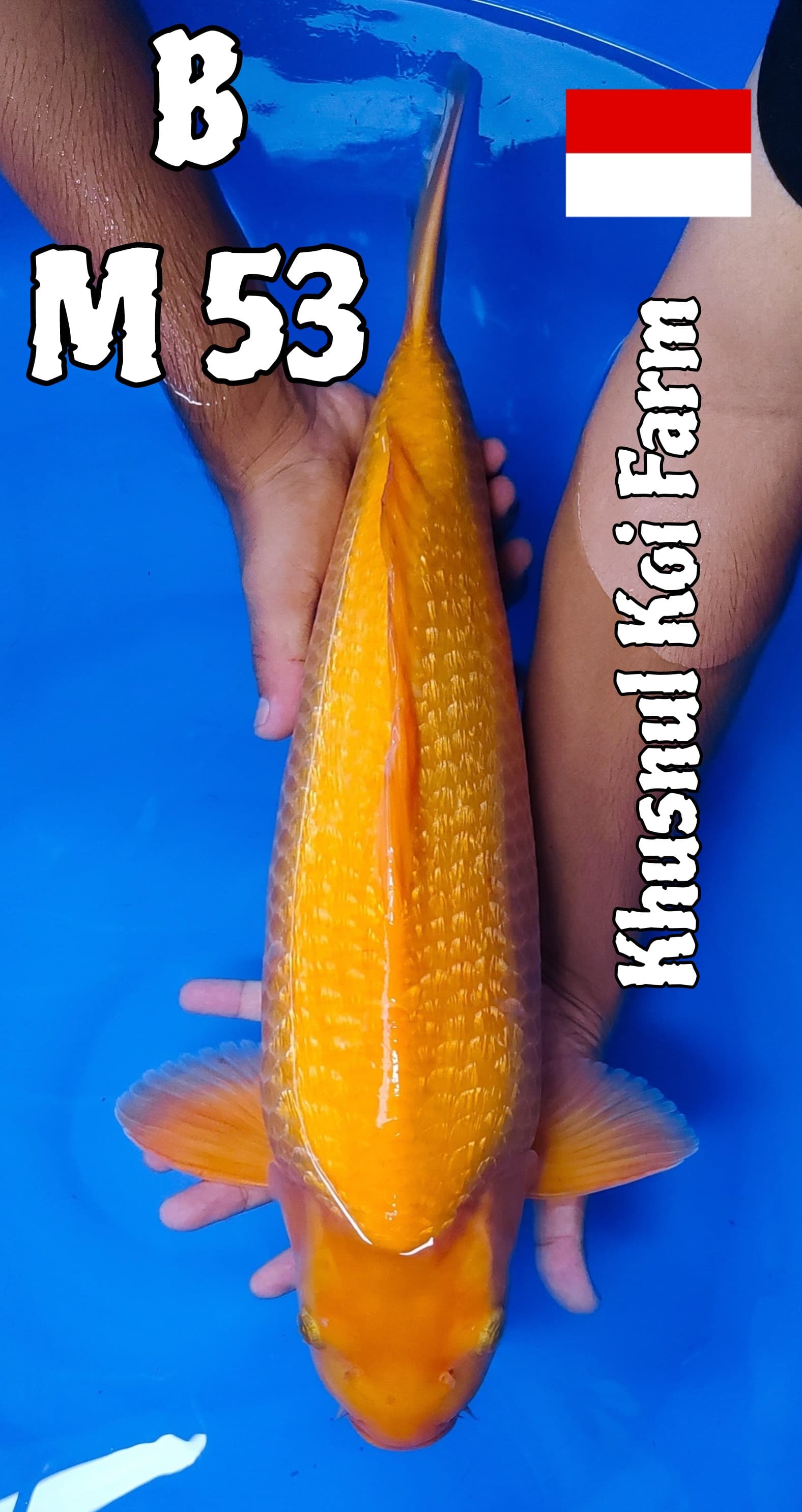 Lelang Koi Online, Jual Beli Ikan Koi, Pusat Jual Beli Koi, Info Lelang Koi Hari Ini, Platform Jual Beli Koi, Jual Beli Ikan Koi Online, Marketplace Ikan Koi, Jual Koi Terbaik, Tempat Beli Koi Berkualitas, Pasar Ikan Koi Online Terpercaya, Penjual Ikan Koi Terpercaya, Beli Koi Hias Online, Ikan Koi untuk Dijual, Koi Kualitas Terbaik, Toko Online Ikan Koi, Koi Hias Untuk Dijual, Jual Beli Ikan Koi Lokal, Koi Indonesia Online, Pusat Jual Beli Koi Terbesar