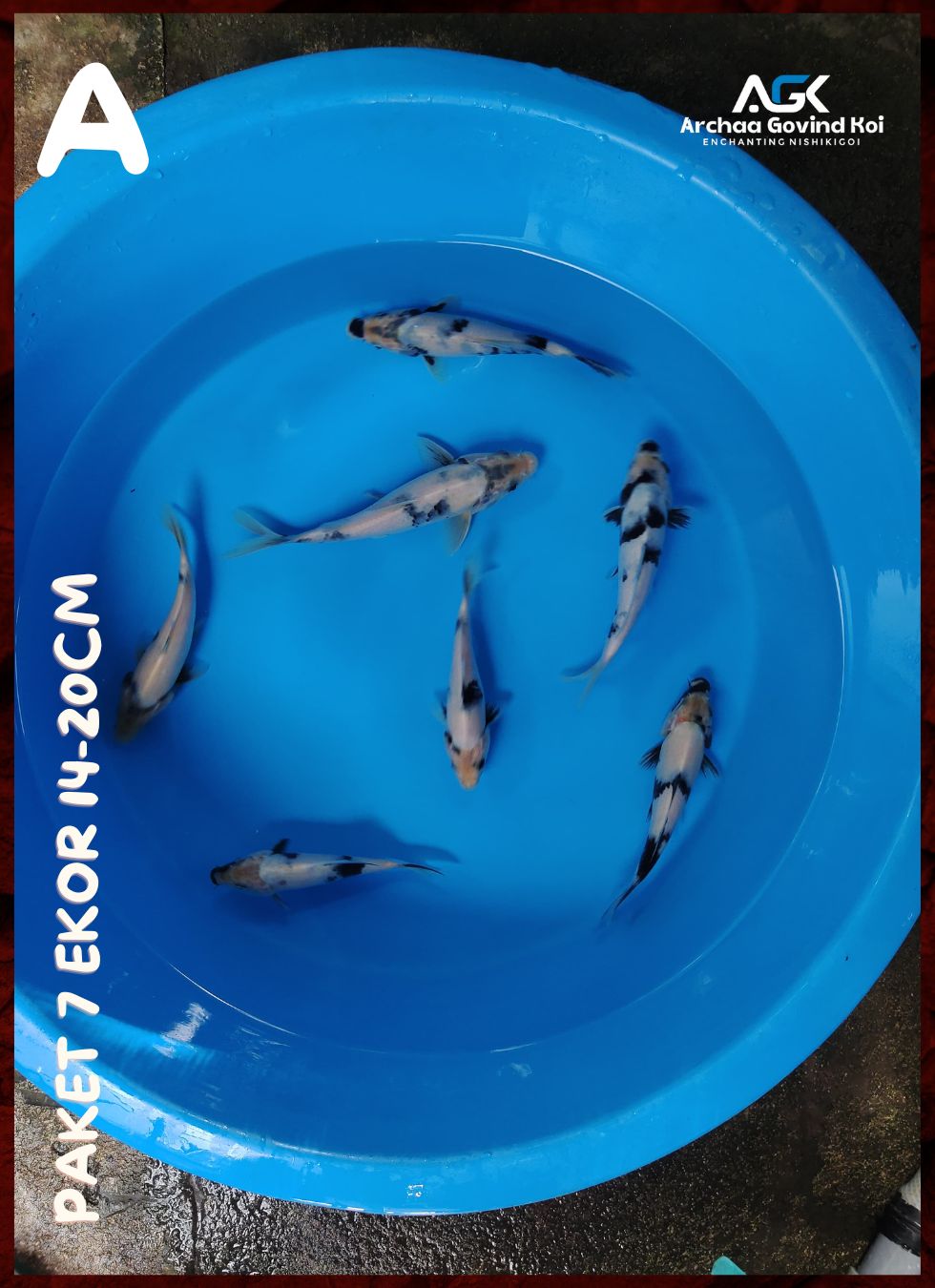 Lelang Koi Online, Jual Beli Ikan Koi, Pusat Jual Beli Koi, Info Lelang Koi Hari Ini, Platform Jual Beli Koi, Jual Beli Ikan Koi Online, Marketplace Ikan Koi, Jual Koi Terbaik, Tempat Beli Koi Berkualitas, Pasar Ikan Koi Online Terpercaya, Penjual Ikan Koi Terpercaya, Beli Koi Hias Online, Ikan Koi untuk Dijual, Koi Kualitas Terbaik, Toko Online Ikan Koi, Koi Hias Untuk Dijual, Jual Beli Ikan Koi Lokal, Koi Indonesia Online, Pusat Jual Beli Koi Terbesar