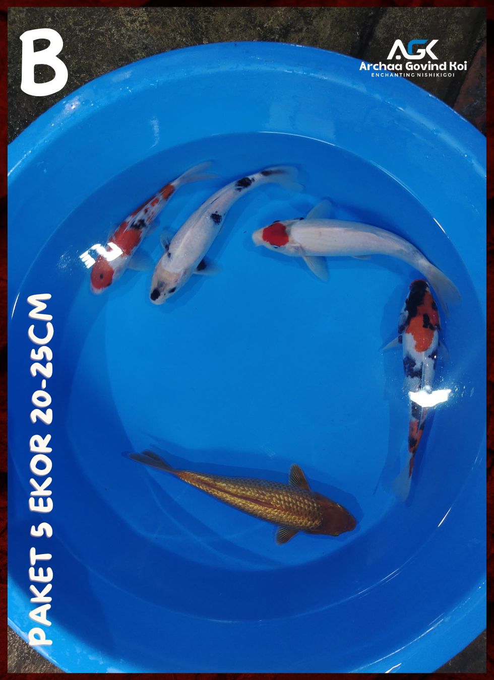 Lelang Koi Online, Jual Beli Ikan Koi, Pusat Jual Beli Koi, Info Lelang Koi Hari Ini, Platform Jual Beli Koi, Jual Beli Ikan Koi Online, Marketplace Ikan Koi, Jual Koi Terbaik, Tempat Beli Koi Berkualitas, Pasar Ikan Koi Online Terpercaya, Penjual Ikan Koi Terpercaya, Beli Koi Hias Online, Ikan Koi untuk Dijual, Koi Kualitas Terbaik, Toko Online Ikan Koi, Koi Hias Untuk Dijual, Jual Beli Ikan Koi Lokal, Koi Indonesia Online, Pusat Jual Beli Koi Terbesar