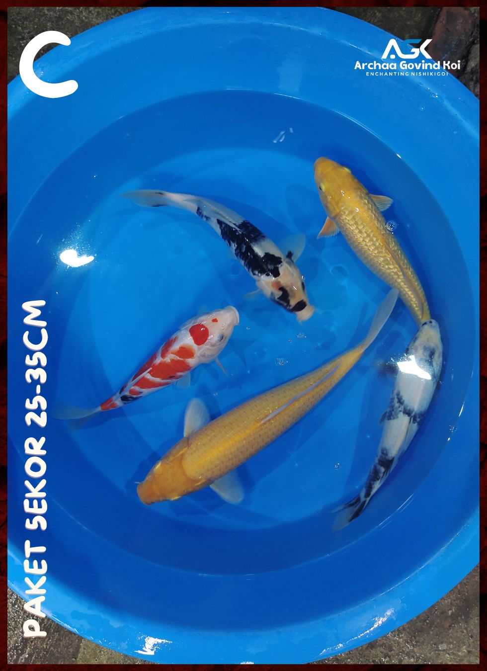 Lelang Koi Online, Jual Beli Ikan Koi, Pusat Jual Beli Koi, Info Lelang Koi Hari Ini, Platform Jual Beli Koi, Jual Beli Ikan Koi Online, Marketplace Ikan Koi, Jual Koi Terbaik, Tempat Beli Koi Berkualitas, Pasar Ikan Koi Online Terpercaya, Penjual Ikan Koi Terpercaya, Beli Koi Hias Online, Ikan Koi untuk Dijual, Koi Kualitas Terbaik, Toko Online Ikan Koi, Koi Hias Untuk Dijual, Jual Beli Ikan Koi Lokal, Koi Indonesia Online, Pusat Jual Beli Koi Terbesar