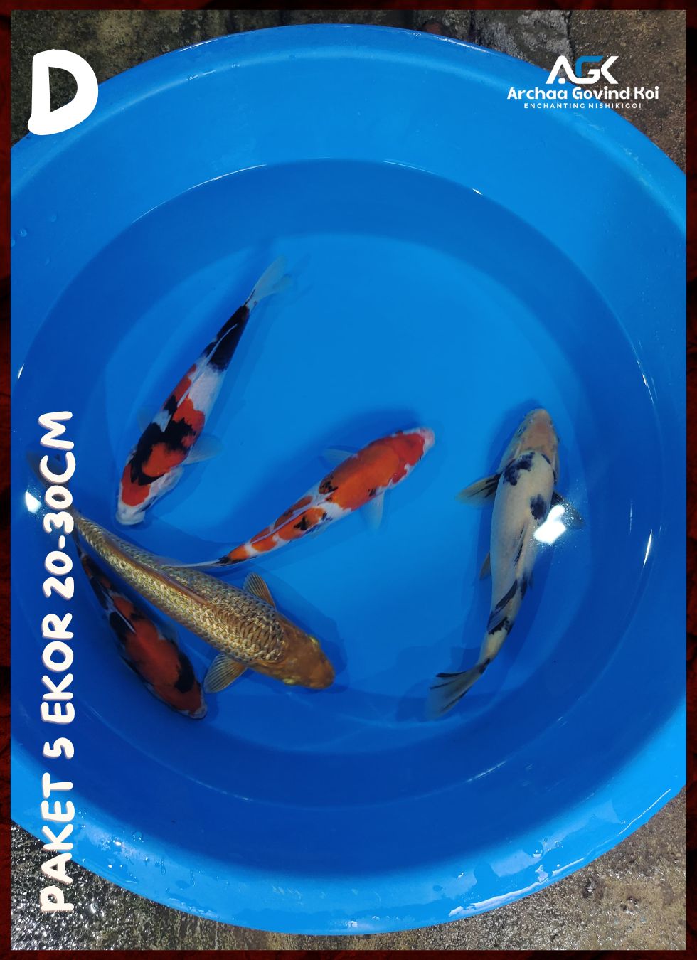 Lelang Koi Online, Jual Beli Ikan Koi, Pusat Jual Beli Koi, Info Lelang Koi Hari Ini, Platform Jual Beli Koi, Jual Beli Ikan Koi Online, Marketplace Ikan Koi, Jual Koi Terbaik, Tempat Beli Koi Berkualitas, Pasar Ikan Koi Online Terpercaya, Penjual Ikan Koi Terpercaya, Beli Koi Hias Online, Ikan Koi untuk Dijual, Koi Kualitas Terbaik, Toko Online Ikan Koi, Koi Hias Untuk Dijual, Jual Beli Ikan Koi Lokal, Koi Indonesia Online, Pusat Jual Beli Koi Terbesar