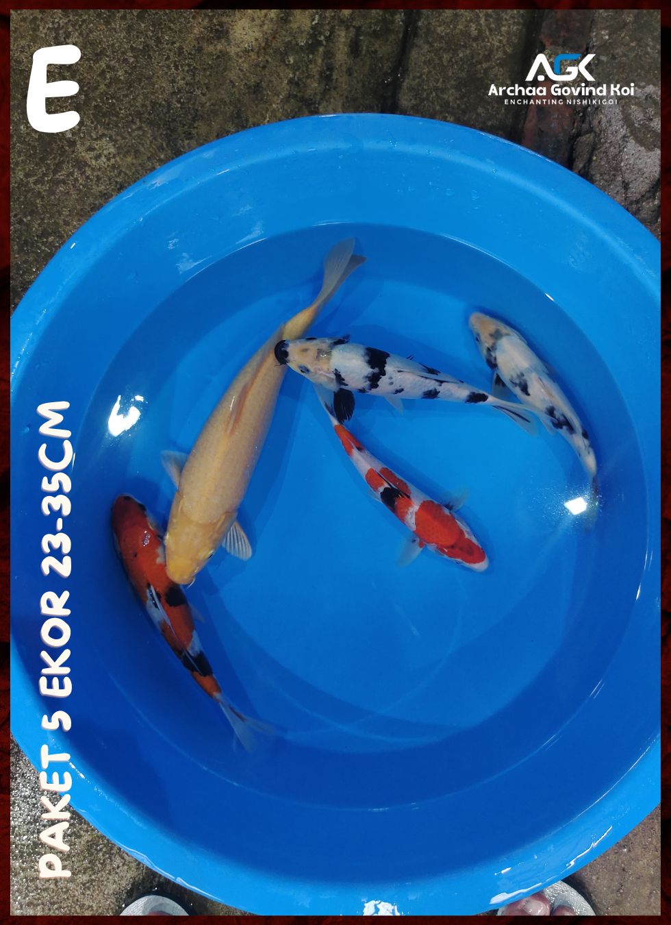 Lelang Koi Online, Jual Beli Ikan Koi, Pusat Jual Beli Koi, Info Lelang Koi Hari Ini, Platform Jual Beli Koi, Jual Beli Ikan Koi Online, Marketplace Ikan Koi, Jual Koi Terbaik, Tempat Beli Koi Berkualitas, Pasar Ikan Koi Online Terpercaya, Penjual Ikan Koi Terpercaya, Beli Koi Hias Online, Ikan Koi untuk Dijual, Koi Kualitas Terbaik, Toko Online Ikan Koi, Koi Hias Untuk Dijual, Jual Beli Ikan Koi Lokal, Koi Indonesia Online, Pusat Jual Beli Koi Terbesar