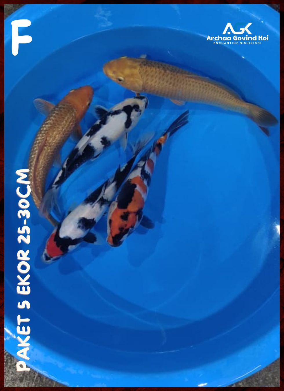 Lelang Koi Online, Jual Beli Ikan Koi, Pusat Jual Beli Koi, Info Lelang Koi Hari Ini, Platform Jual Beli Koi, Jual Beli Ikan Koi Online, Marketplace Ikan Koi, Jual Koi Terbaik, Tempat Beli Koi Berkualitas, Pasar Ikan Koi Online Terpercaya, Penjual Ikan Koi Terpercaya, Beli Koi Hias Online, Ikan Koi untuk Dijual, Koi Kualitas Terbaik, Toko Online Ikan Koi, Koi Hias Untuk Dijual, Jual Beli Ikan Koi Lokal, Koi Indonesia Online, Pusat Jual Beli Koi Terbesar