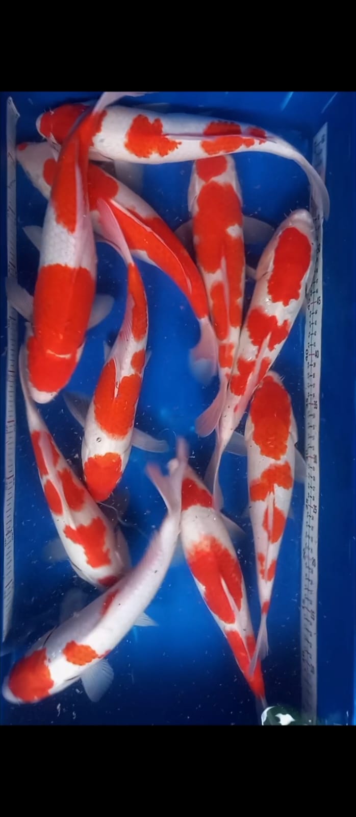 Lelang Koi Online, Jual Beli Ikan Koi, Pusat Jual Beli Koi, Info Lelang Koi Hari Ini, Platform Jual Beli Koi, Jual Beli Ikan Koi Online, Marketplace Ikan Koi, Jual Koi Terbaik, Tempat Beli Koi Berkualitas, Pasar Ikan Koi Online Terpercaya, Penjual Ikan Koi Terpercaya, Beli Koi Hias Online, Ikan Koi untuk Dijual, Koi Kualitas Terbaik, Toko Online Ikan Koi, Koi Hias Untuk Dijual, Jual Beli Ikan Koi Lokal, Koi Indonesia Online, Pusat Jual Beli Koi Terbesar