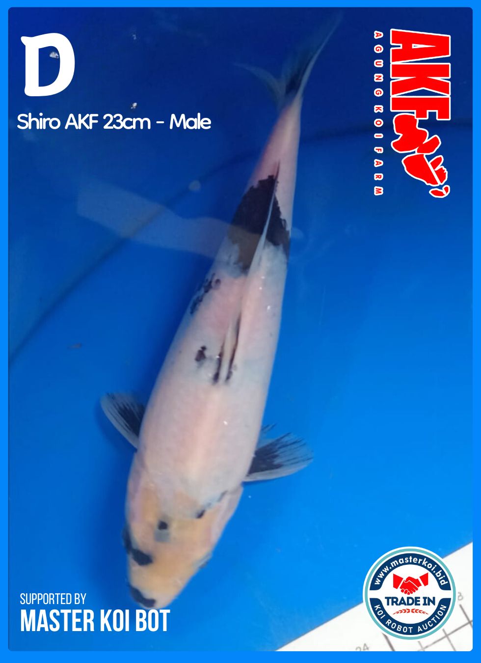 Lelang Koi Online, Jual Beli Ikan Koi, Pusat Jual Beli Koi, Info Lelang Koi Hari Ini, Platform Jual Beli Koi, Jual Beli Ikan Koi Online, Marketplace Ikan Koi, Jual Koi Terbaik, Tempat Beli Koi Berkualitas, Pasar Ikan Koi Online Terpercaya, Penjual Ikan Koi Terpercaya, Beli Koi Hias Online, Ikan Koi untuk Dijual, Koi Kualitas Terbaik, Toko Online Ikan Koi, Koi Hias Untuk Dijual, Jual Beli Ikan Koi Lokal, Koi Indonesia Online, Pusat Jual Beli Koi Terbesar