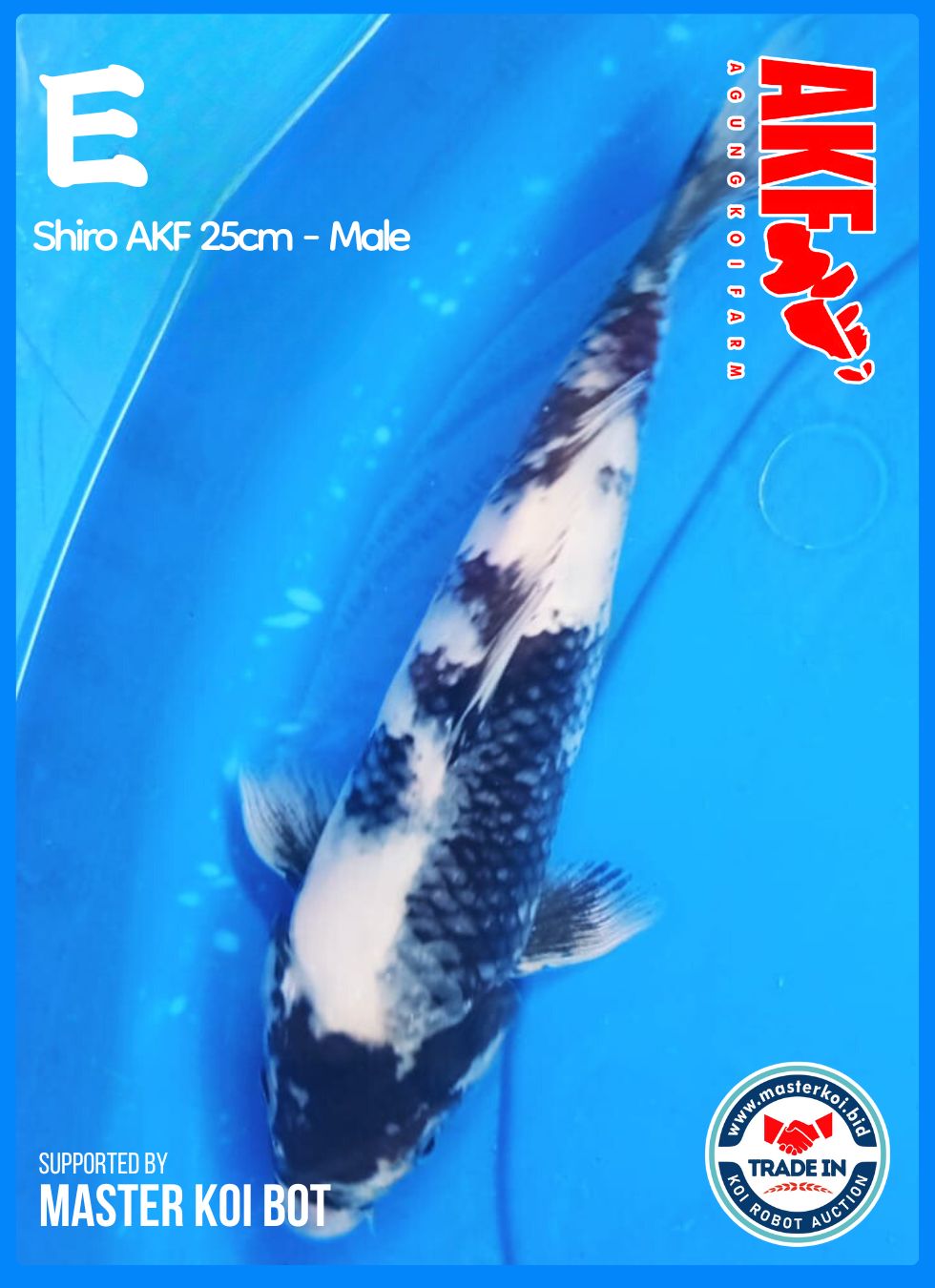 Lelang Koi Online, Jual Beli Ikan Koi, Pusat Jual Beli Koi, Info Lelang Koi Hari Ini, Platform Jual Beli Koi, Jual Beli Ikan Koi Online, Marketplace Ikan Koi, Jual Koi Terbaik, Tempat Beli Koi Berkualitas, Pasar Ikan Koi Online Terpercaya, Penjual Ikan Koi Terpercaya, Beli Koi Hias Online, Ikan Koi untuk Dijual, Koi Kualitas Terbaik, Toko Online Ikan Koi, Koi Hias Untuk Dijual, Jual Beli Ikan Koi Lokal, Koi Indonesia Online, Pusat Jual Beli Koi Terbesar