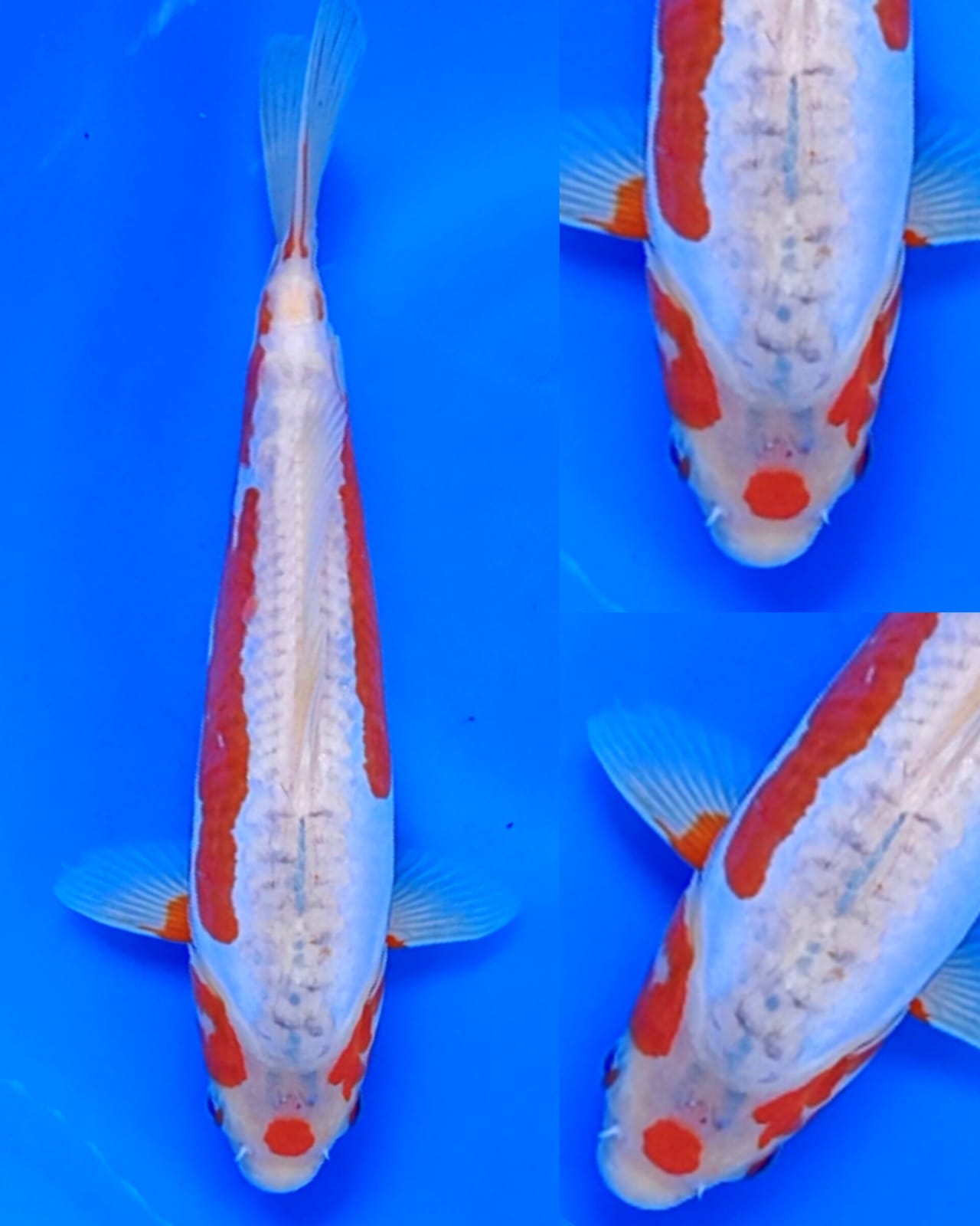 Lelang Koi Online, Jual Beli Ikan Koi, Pusat Jual Beli Koi, Info Lelang Koi Hari Ini, Platform Jual Beli Koi, Jual Beli Ikan Koi Online, Marketplace Ikan Koi, Jual Koi Terbaik, Tempat Beli Koi Berkualitas, Pasar Ikan Koi Online Terpercaya, Penjual Ikan Koi Terpercaya, Beli Koi Hias Online, Ikan Koi untuk Dijual, Koi Kualitas Terbaik, Toko Online Ikan Koi, Koi Hias Untuk Dijual, Jual Beli Ikan Koi Lokal, Koi Indonesia Online, Pusat Jual Beli Koi Terbesar