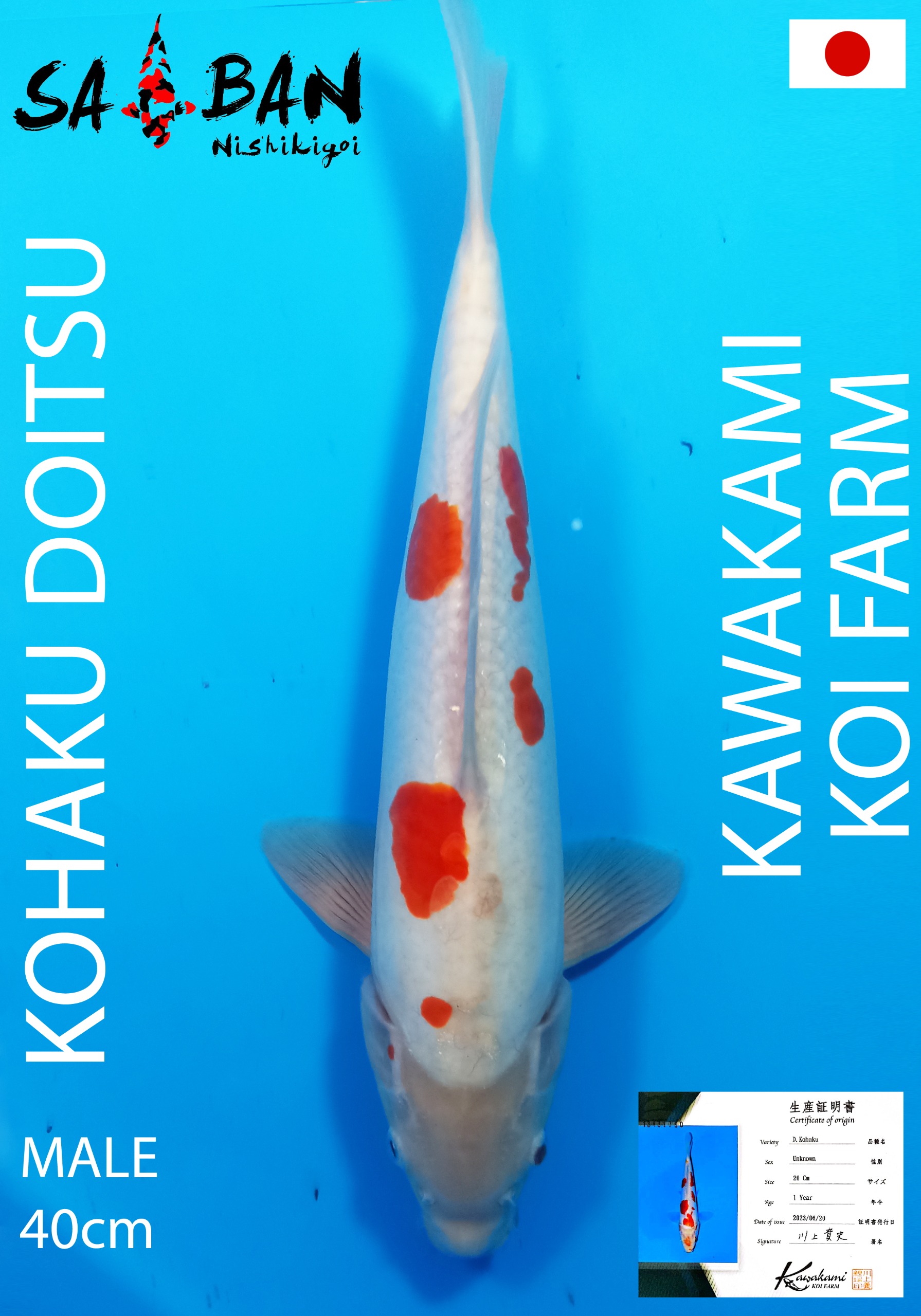 Lelang Koi Online, Jual Beli Ikan Koi, Pusat Jual Beli Koi, Info Lelang Koi Hari Ini, Platform Jual Beli Koi, Jual Beli Ikan Koi Online, Marketplace Ikan Koi, Jual Koi Terbaik, Tempat Beli Koi Berkualitas, Pasar Ikan Koi Online Terpercaya, Penjual Ikan Koi Terpercaya, Beli Koi Hias Online, Ikan Koi untuk Dijual, Koi Kualitas Terbaik, Toko Online Ikan Koi, Koi Hias Untuk Dijual, Jual Beli Ikan Koi Lokal, Koi Indonesia Online, Pusat Jual Beli Koi Terbesar