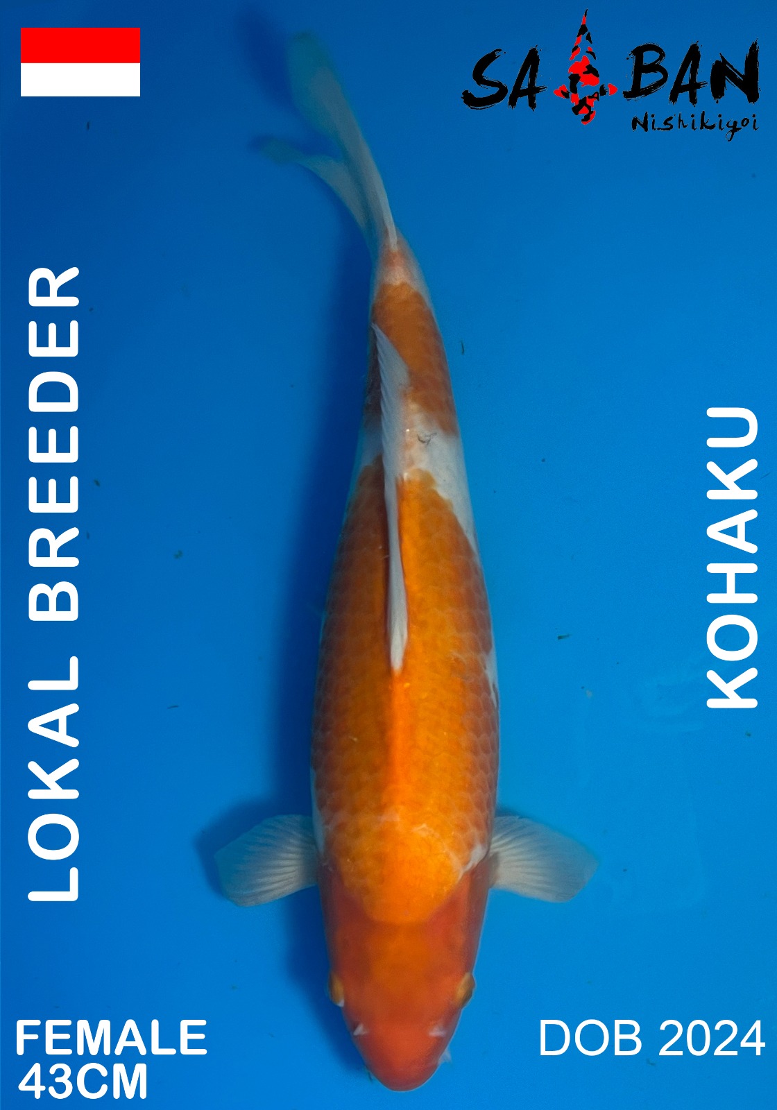 Lelang Koi Online, Jual Beli Ikan Koi, Pusat Jual Beli Koi, Info Lelang Koi Hari Ini, Platform Jual Beli Koi, Jual Beli Ikan Koi Online, Marketplace Ikan Koi, Jual Koi Terbaik, Tempat Beli Koi Berkualitas, Pasar Ikan Koi Online Terpercaya, Penjual Ikan Koi Terpercaya, Beli Koi Hias Online, Ikan Koi untuk Dijual, Koi Kualitas Terbaik, Toko Online Ikan Koi, Koi Hias Untuk Dijual, Jual Beli Ikan Koi Lokal, Koi Indonesia Online, Pusat Jual Beli Koi Terbesar