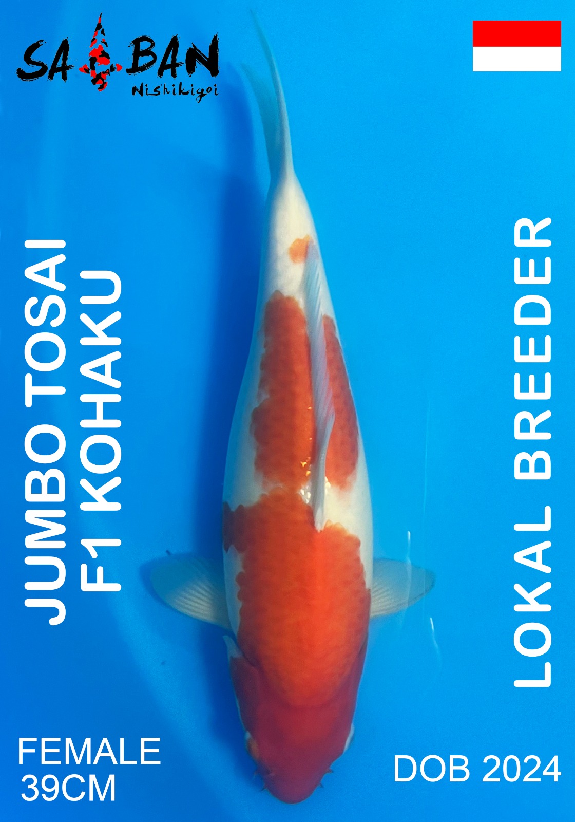 Lelang Koi Online, Jual Beli Ikan Koi, Pusat Jual Beli Koi, Info Lelang Koi Hari Ini, Platform Jual Beli Koi, Jual Beli Ikan Koi Online, Marketplace Ikan Koi, Jual Koi Terbaik, Tempat Beli Koi Berkualitas, Pasar Ikan Koi Online Terpercaya, Penjual Ikan Koi Terpercaya, Beli Koi Hias Online, Ikan Koi untuk Dijual, Koi Kualitas Terbaik, Toko Online Ikan Koi, Koi Hias Untuk Dijual, Jual Beli Ikan Koi Lokal, Koi Indonesia Online, Pusat Jual Beli Koi Terbesar