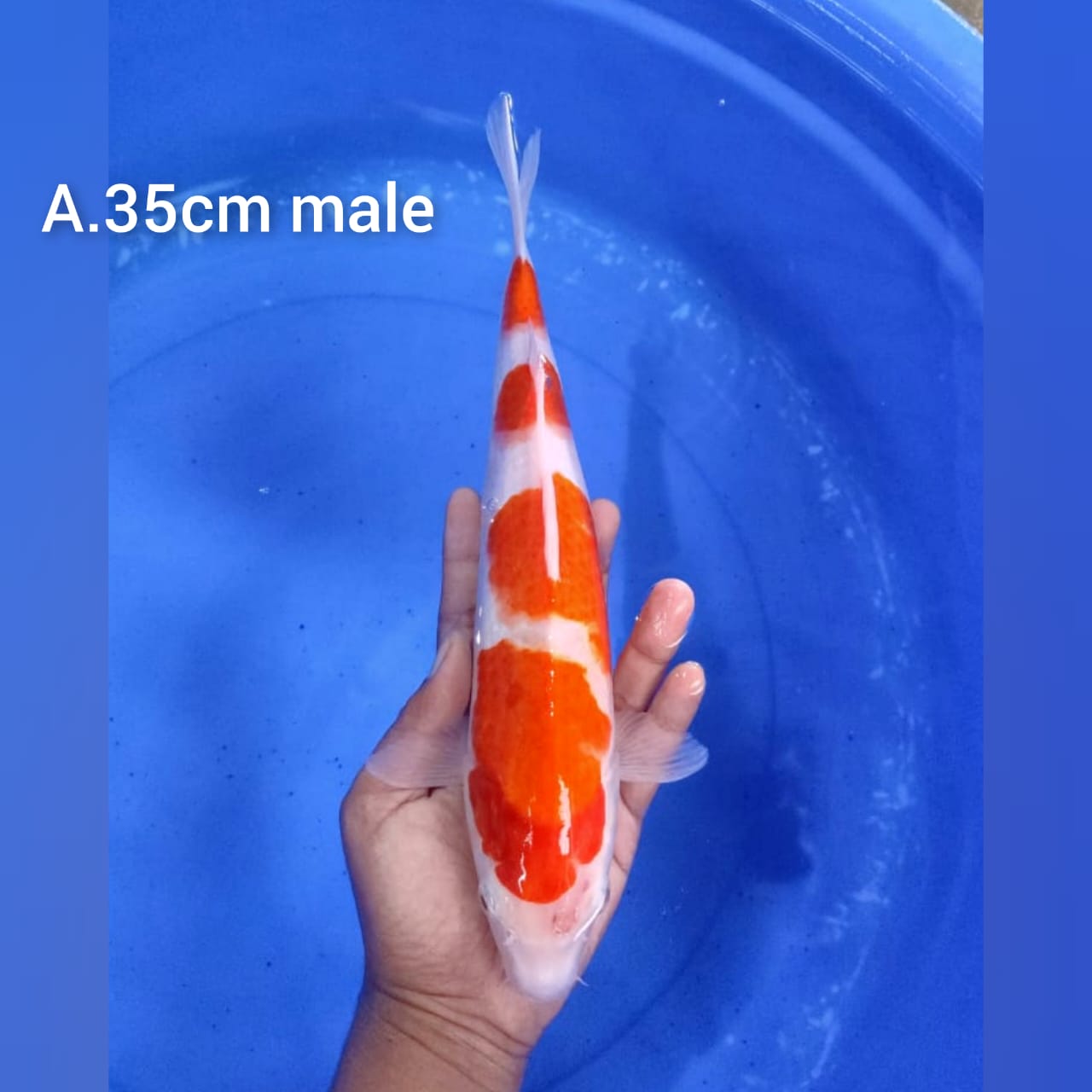 Lelang Koi Online, Jual Beli Ikan Koi, Pusat Jual Beli Koi, Info Lelang Koi Hari Ini, Platform Jual Beli Koi, Jual Beli Ikan Koi Online, Marketplace Ikan Koi, Jual Koi Terbaik, Tempat Beli Koi Berkualitas, Pasar Ikan Koi Online Terpercaya, Penjual Ikan Koi Terpercaya, Beli Koi Hias Online, Ikan Koi untuk Dijual, Koi Kualitas Terbaik, Toko Online Ikan Koi, Koi Hias Untuk Dijual, Jual Beli Ikan Koi Lokal, Koi Indonesia Online, Pusat Jual Beli Koi Terbesar