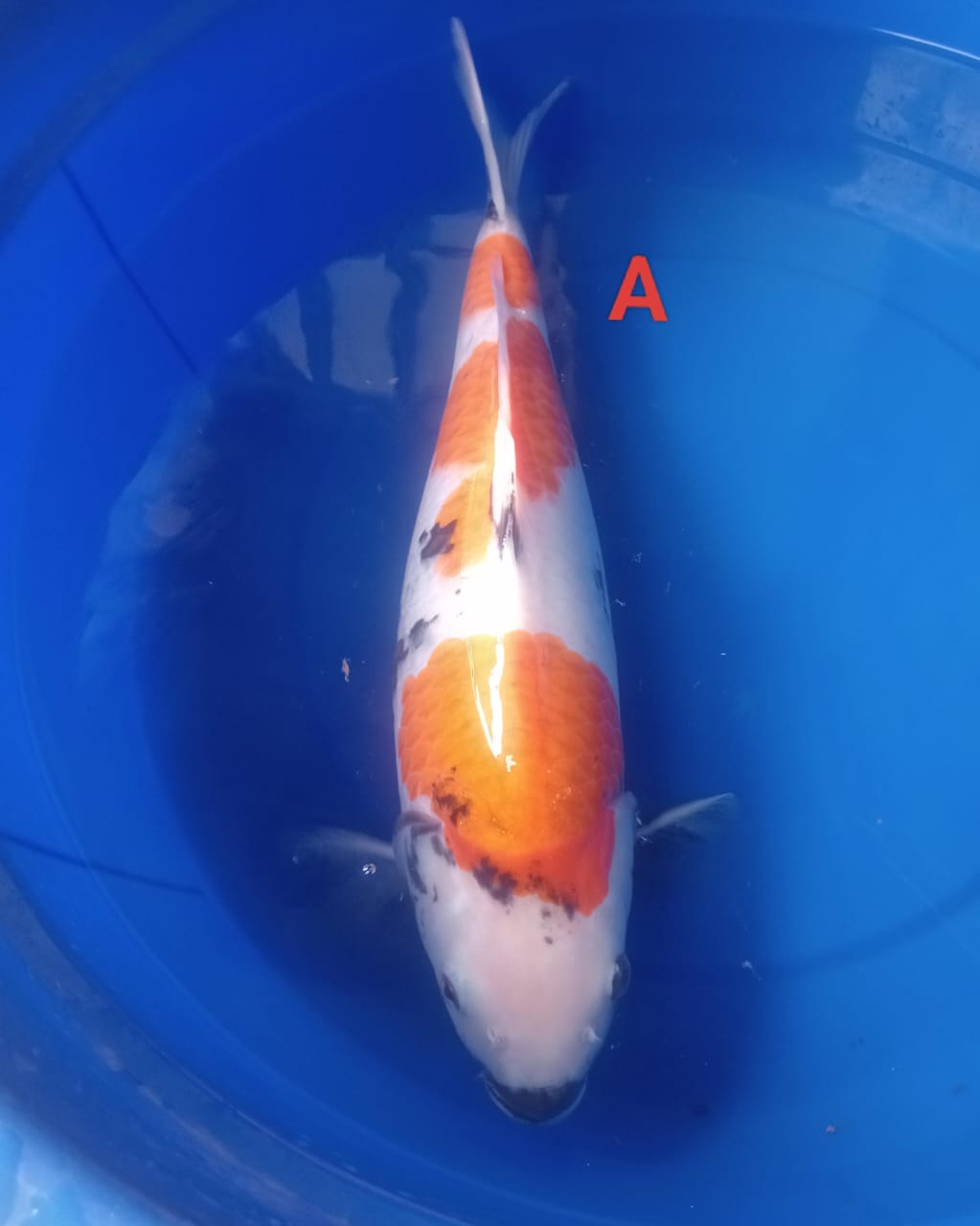 Lelang Koi Online, Jual Beli Ikan Koi, Pusat Jual Beli Koi, Info Lelang Koi Hari Ini, Platform Jual Beli Koi, Jual Beli Ikan Koi Online, Marketplace Ikan Koi, Jual Koi Terbaik, Tempat Beli Koi Berkualitas, Pasar Ikan Koi Online Terpercaya, Penjual Ikan Koi Terpercaya, Beli Koi Hias Online, Ikan Koi untuk Dijual, Koi Kualitas Terbaik, Toko Online Ikan Koi, Koi Hias Untuk Dijual, Jual Beli Ikan Koi Lokal, Koi Indonesia Online, Pusat Jual Beli Koi Terbesar