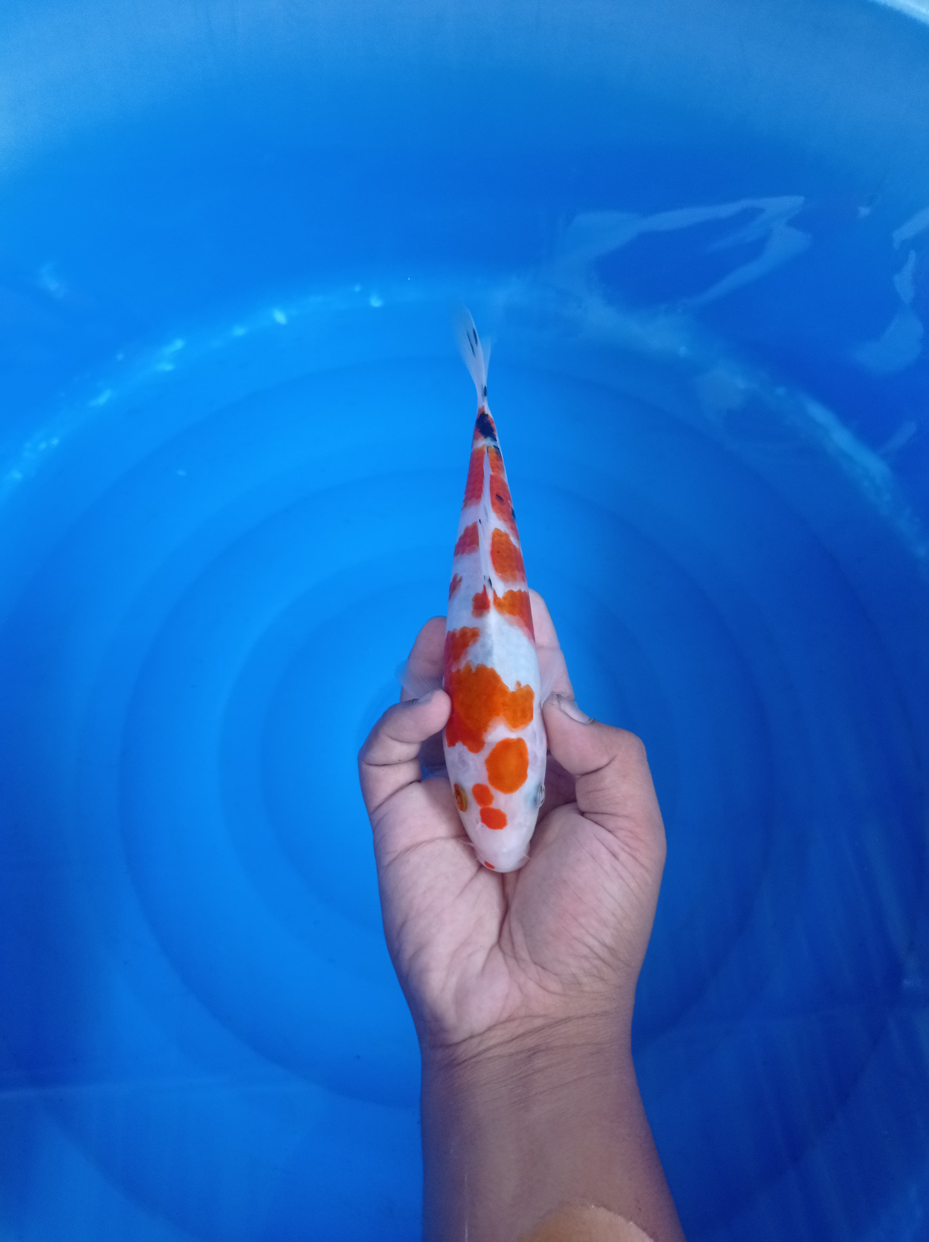 Lelang Koi Online, Jual Beli Ikan Koi, Pusat Jual Beli Koi, Info Lelang Koi Hari Ini, Platform Jual Beli Koi, Jual Beli Ikan Koi Online, Marketplace Ikan Koi, Jual Koi Terbaik, Tempat Beli Koi Berkualitas, Pasar Ikan Koi Online Terpercaya, Penjual Ikan Koi Terpercaya, Beli Koi Hias Online, Ikan Koi untuk Dijual, Koi Kualitas Terbaik, Toko Online Ikan Koi, Koi Hias Untuk Dijual, Jual Beli Ikan Koi Lokal, Koi Indonesia Online, Pusat Jual Beli Koi Terbesar