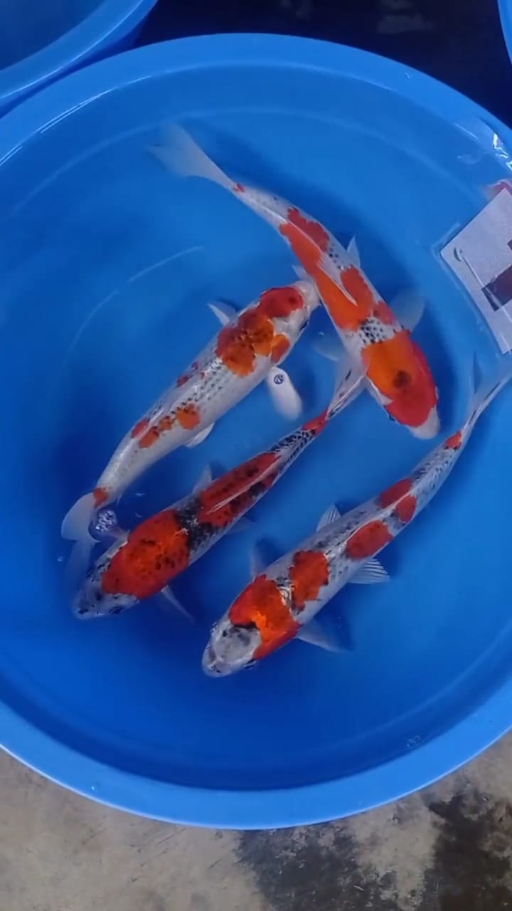 Lelang Koi Online, Jual Beli Ikan Koi, Pusat Jual Beli Koi, Info Lelang Koi Hari Ini, Platform Jual Beli Koi, Jual Beli Ikan Koi Online, Marketplace Ikan Koi, Jual Koi Terbaik, Tempat Beli Koi Berkualitas, Pasar Ikan Koi Online Terpercaya, Penjual Ikan Koi Terpercaya, Beli Koi Hias Online, Ikan Koi untuk Dijual, Koi Kualitas Terbaik, Toko Online Ikan Koi, Koi Hias Untuk Dijual, Jual Beli Ikan Koi Lokal, Koi Indonesia Online, Pusat Jual Beli Koi Terbesar