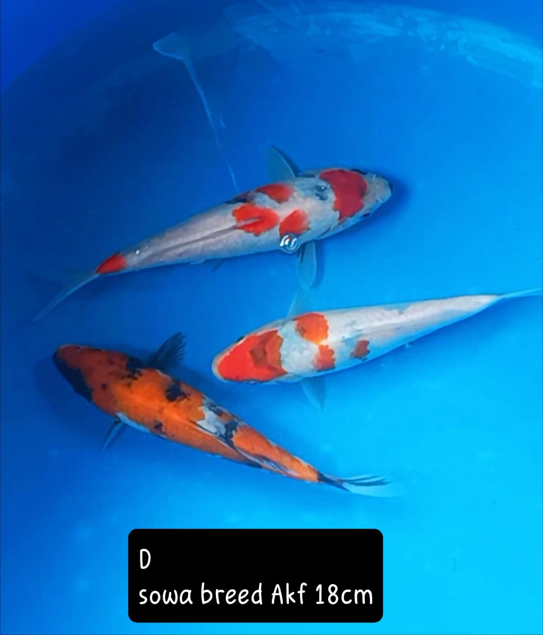 Lelang Koi Online, Jual Beli Ikan Koi, Pusat Jual Beli Koi, Info Lelang Koi Hari Ini, Platform Jual Beli Koi, Jual Beli Ikan Koi Online, Marketplace Ikan Koi, Jual Koi Terbaik, Tempat Beli Koi Berkualitas, Pasar Ikan Koi Online Terpercaya, Penjual Ikan Koi Terpercaya, Beli Koi Hias Online, Ikan Koi untuk Dijual, Koi Kualitas Terbaik, Toko Online Ikan Koi, Koi Hias Untuk Dijual, Jual Beli Ikan Koi Lokal, Koi Indonesia Online, Pusat Jual Beli Koi Terbesar