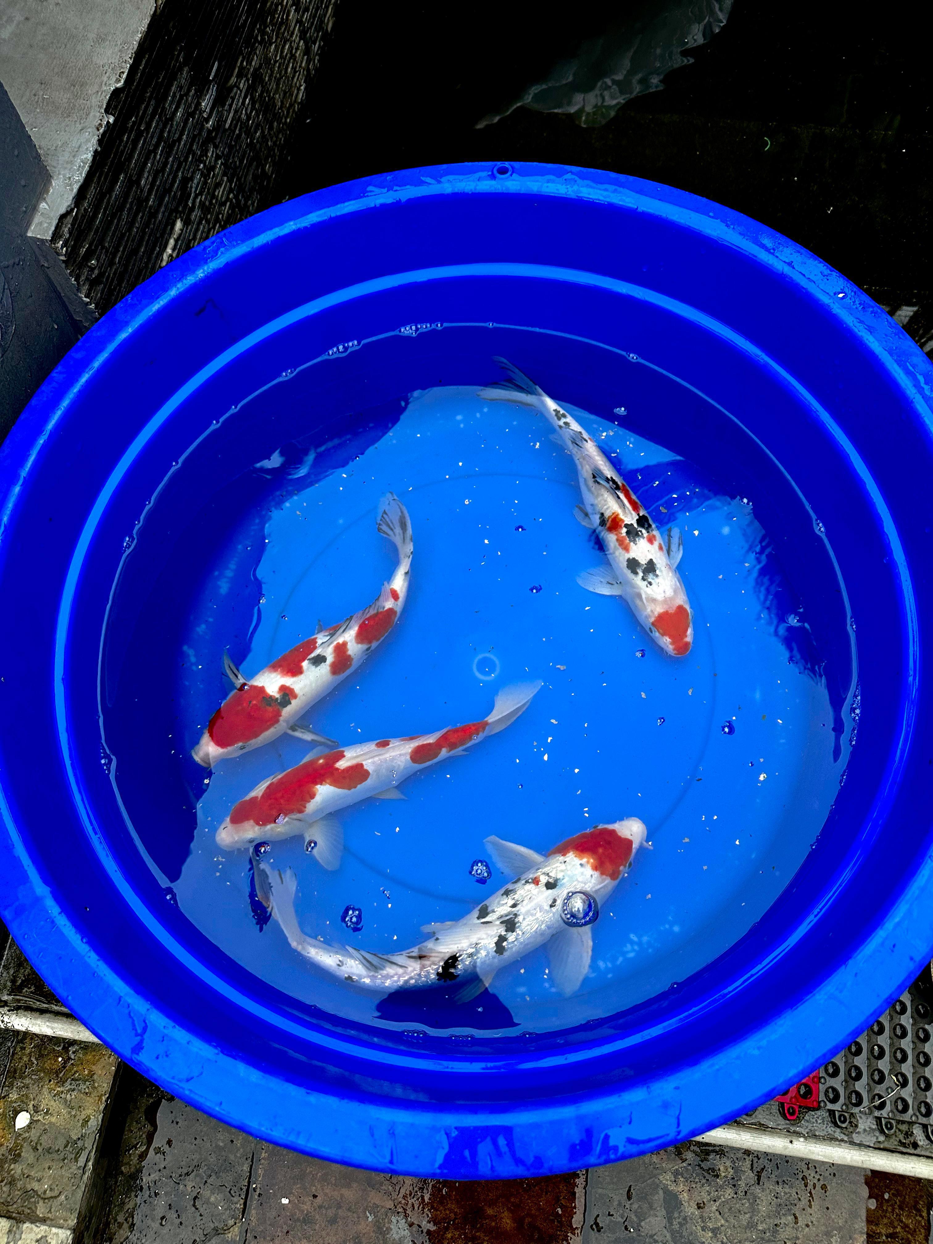 Lelang Koi Online, Jual Beli Ikan Koi, Pusat Jual Beli Koi, Info Lelang Koi Hari Ini, Platform Jual Beli Koi, Jual Beli Ikan Koi Online, Marketplace Ikan Koi, Jual Koi Terbaik, Tempat Beli Koi Berkualitas, Pasar Ikan Koi Online Terpercaya, Penjual Ikan Koi Terpercaya, Beli Koi Hias Online, Ikan Koi untuk Dijual, Koi Kualitas Terbaik, Toko Online Ikan Koi, Koi Hias Untuk Dijual, Jual Beli Ikan Koi Lokal, Koi Indonesia Online, Pusat Jual Beli Koi Terbesar