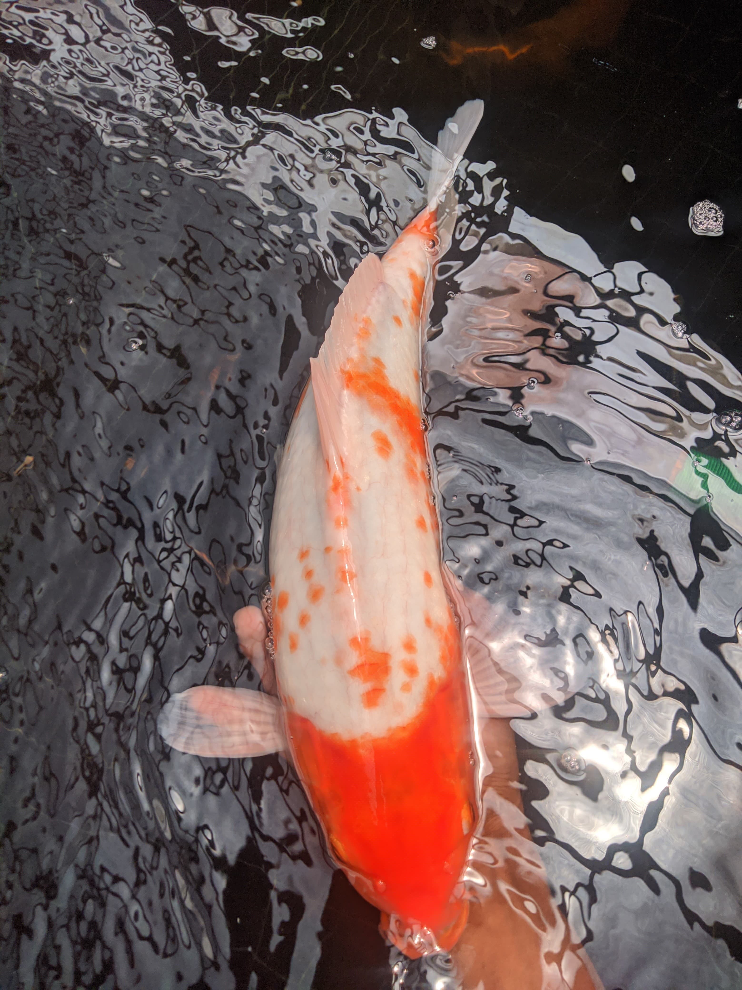 Lelang Koi Online, Jual Beli Ikan Koi, Pusat Jual Beli Koi, Info Lelang Koi Hari Ini, Platform Jual Beli Koi, Jual Beli Ikan Koi Online, Marketplace Ikan Koi, Jual Koi Terbaik, Tempat Beli Koi Berkualitas, Pasar Ikan Koi Online Terpercaya, Penjual Ikan Koi Terpercaya, Beli Koi Hias Online, Ikan Koi untuk Dijual, Koi Kualitas Terbaik, Toko Online Ikan Koi, Koi Hias Untuk Dijual, Jual Beli Ikan Koi Lokal, Koi Indonesia Online, Pusat Jual Beli Koi Terbesar