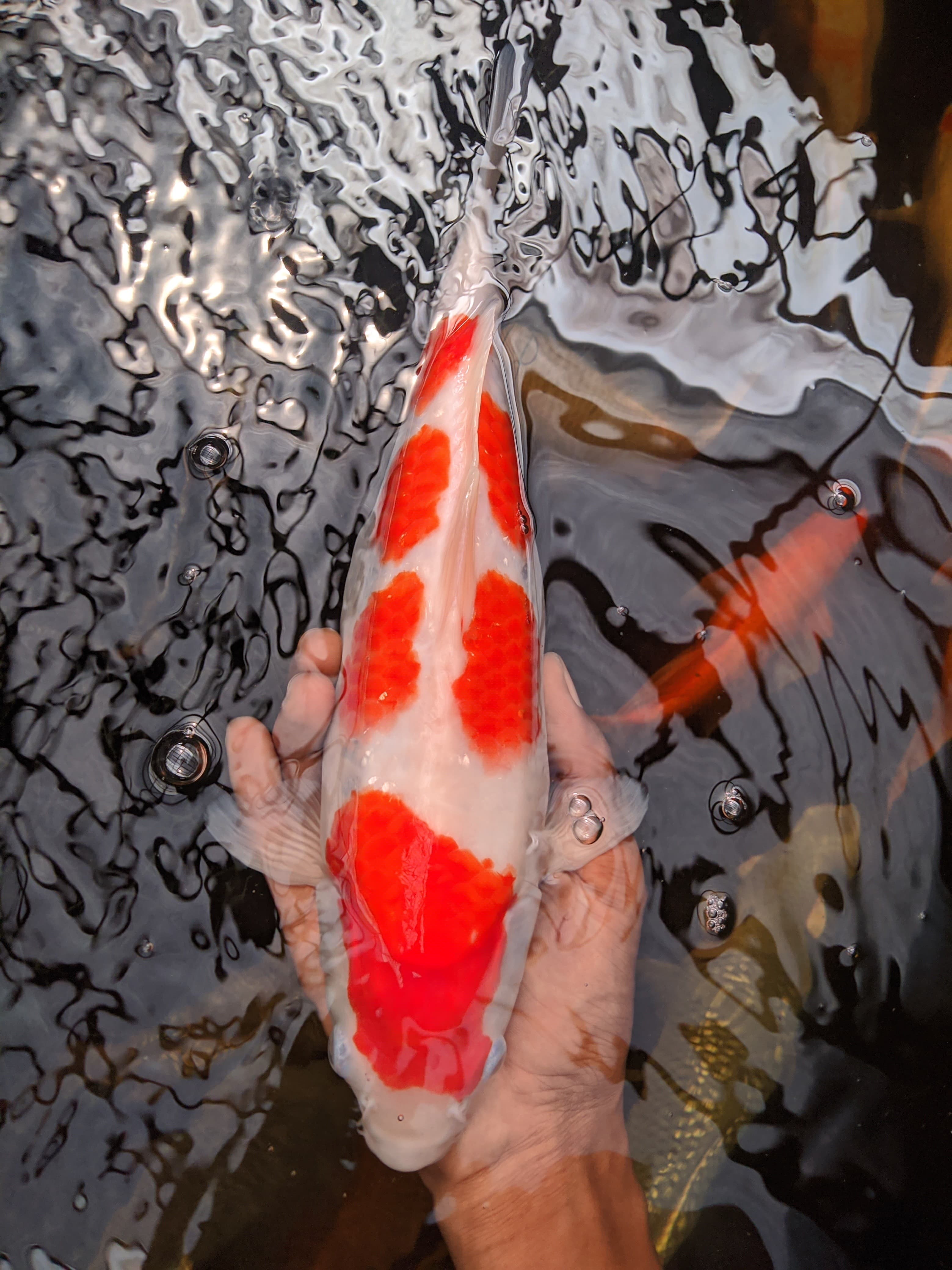 Lelang Koi Online, Jual Beli Ikan Koi, Pusat Jual Beli Koi, Info Lelang Koi Hari Ini, Platform Jual Beli Koi, Jual Beli Ikan Koi Online, Marketplace Ikan Koi, Jual Koi Terbaik, Tempat Beli Koi Berkualitas, Pasar Ikan Koi Online Terpercaya, Penjual Ikan Koi Terpercaya, Beli Koi Hias Online, Ikan Koi untuk Dijual, Koi Kualitas Terbaik, Toko Online Ikan Koi, Koi Hias Untuk Dijual, Jual Beli Ikan Koi Lokal, Koi Indonesia Online, Pusat Jual Beli Koi Terbesar