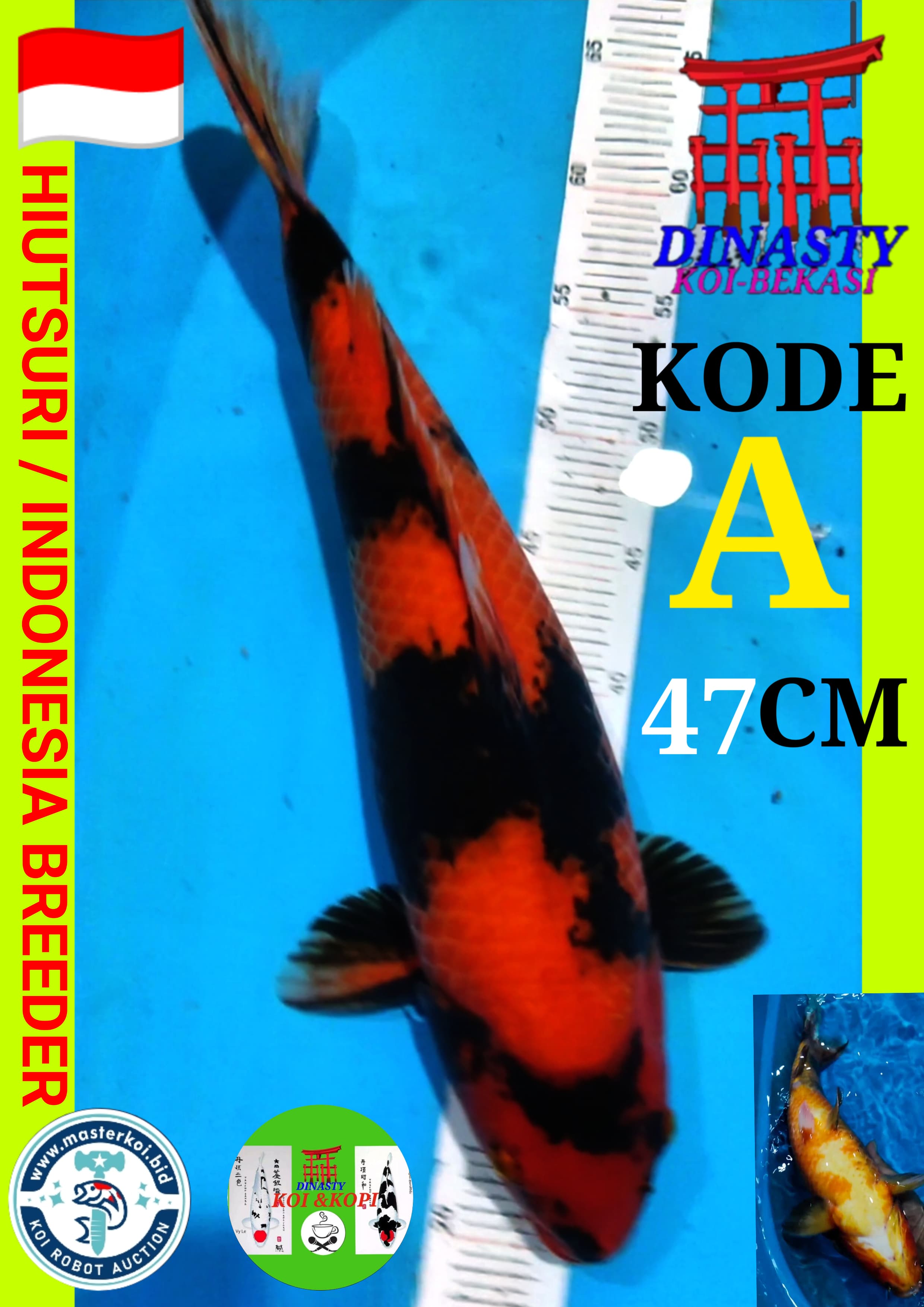 Lelang Koi Online, Jual Beli Ikan Koi, Pusat Jual Beli Koi, Info Lelang Koi Hari Ini, Platform Jual Beli Koi, Jual Beli Ikan Koi Online, Marketplace Ikan Koi, Jual Koi Terbaik, Tempat Beli Koi Berkualitas, Pasar Ikan Koi Online Terpercaya, Penjual Ikan Koi Terpercaya, Beli Koi Hias Online, Ikan Koi untuk Dijual, Koi Kualitas Terbaik, Toko Online Ikan Koi, Koi Hias Untuk Dijual, Jual Beli Ikan Koi Lokal, Koi Indonesia Online, Pusat Jual Beli Koi Terbesar