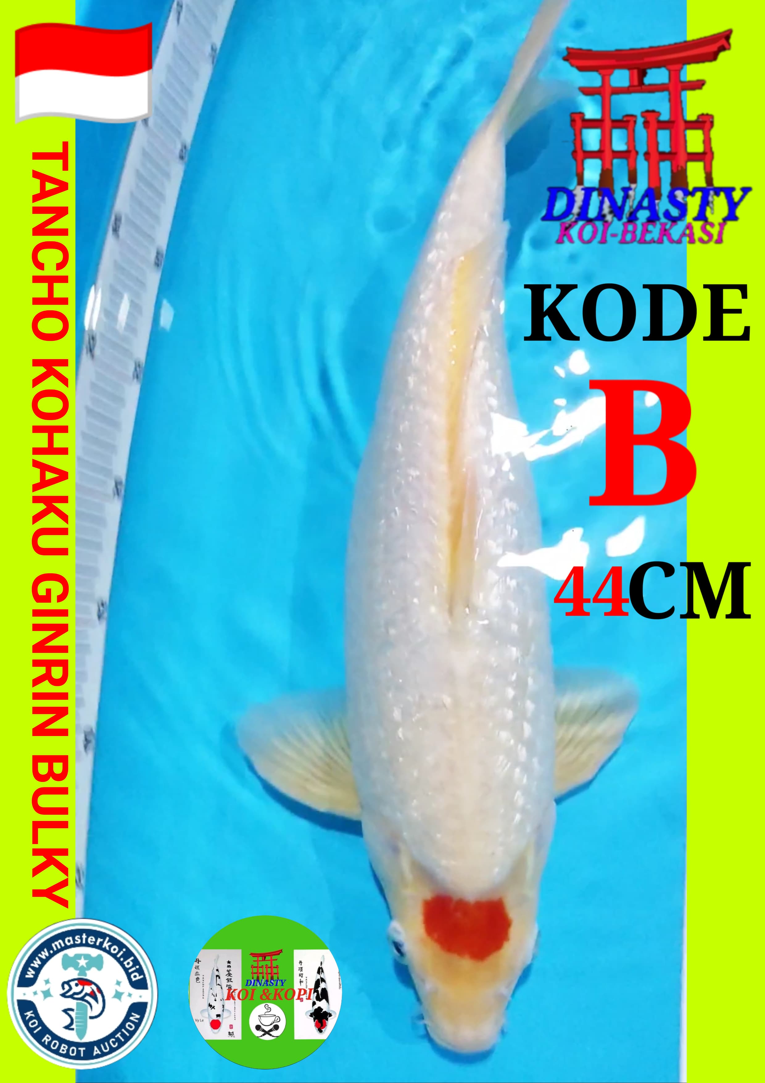 Lelang Koi Online, Jual Beli Ikan Koi, Pusat Jual Beli Koi, Info Lelang Koi Hari Ini, Platform Jual Beli Koi, Jual Beli Ikan Koi Online, Marketplace Ikan Koi, Jual Koi Terbaik, Tempat Beli Koi Berkualitas, Pasar Ikan Koi Online Terpercaya, Penjual Ikan Koi Terpercaya, Beli Koi Hias Online, Ikan Koi untuk Dijual, Koi Kualitas Terbaik, Toko Online Ikan Koi, Koi Hias Untuk Dijual, Jual Beli Ikan Koi Lokal, Koi Indonesia Online, Pusat Jual Beli Koi Terbesar