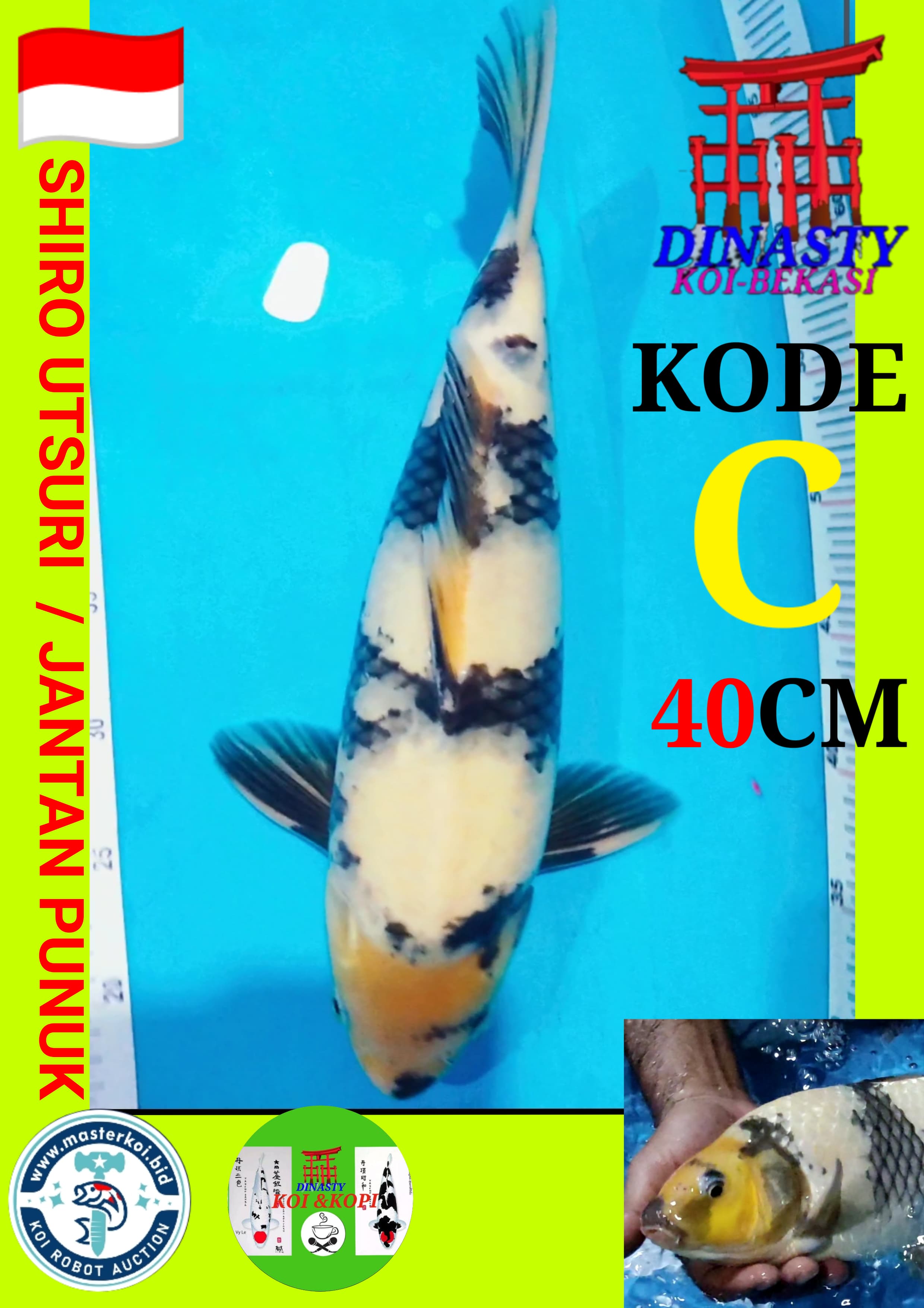 Lelang Koi Online, Jual Beli Ikan Koi, Pusat Jual Beli Koi, Info Lelang Koi Hari Ini, Platform Jual Beli Koi, Jual Beli Ikan Koi Online, Marketplace Ikan Koi, Jual Koi Terbaik, Tempat Beli Koi Berkualitas, Pasar Ikan Koi Online Terpercaya, Penjual Ikan Koi Terpercaya, Beli Koi Hias Online, Ikan Koi untuk Dijual, Koi Kualitas Terbaik, Toko Online Ikan Koi, Koi Hias Untuk Dijual, Jual Beli Ikan Koi Lokal, Koi Indonesia Online, Pusat Jual Beli Koi Terbesar