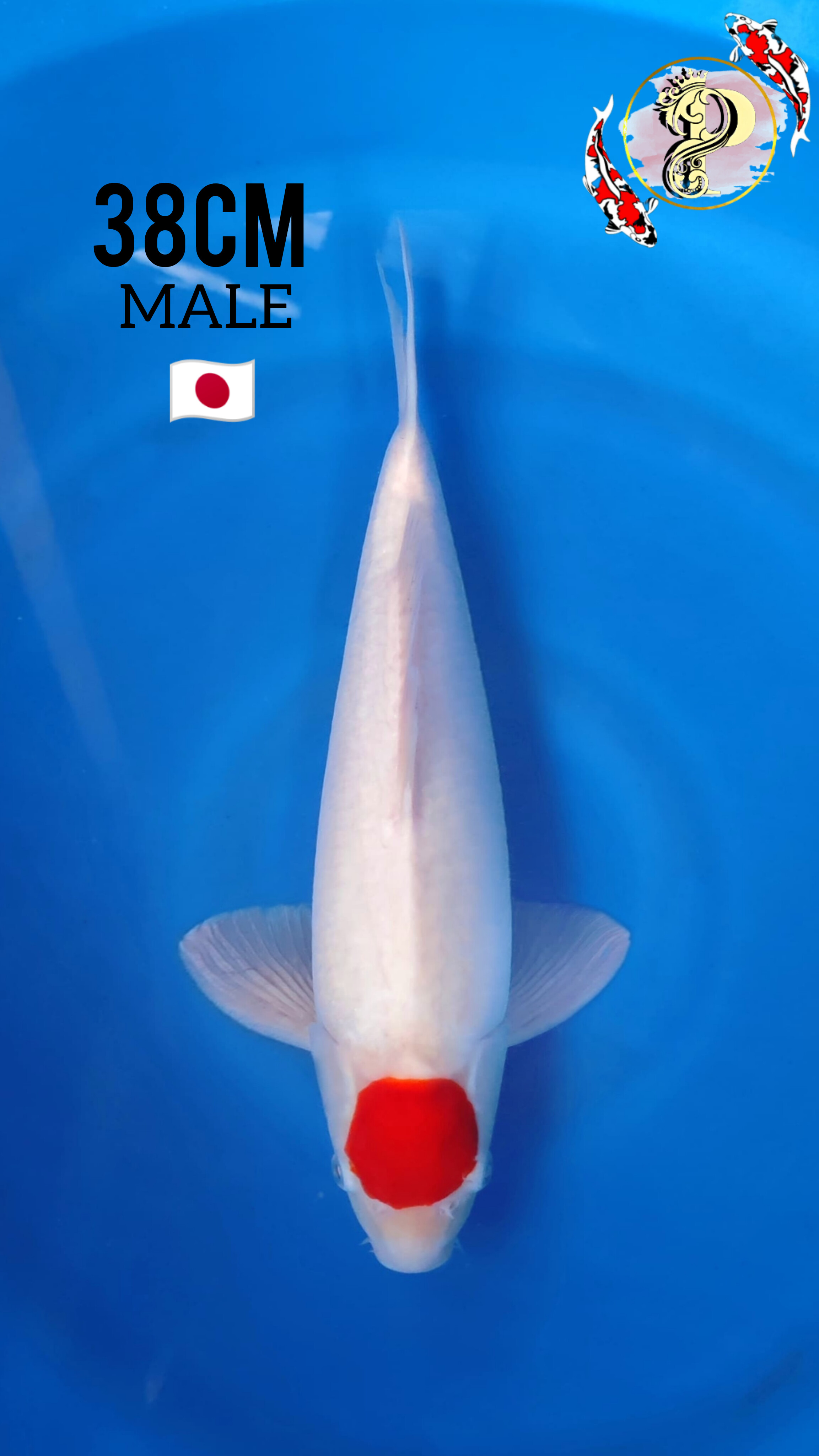 Lelang Koi Online, Jual Beli Ikan Koi, Pusat Jual Beli Koi, Info Lelang Koi Hari Ini, Platform Jual Beli Koi, Jual Beli Ikan Koi Online, Marketplace Ikan Koi, Jual Koi Terbaik, Tempat Beli Koi Berkualitas, Pasar Ikan Koi Online Terpercaya, Penjual Ikan Koi Terpercaya, Beli Koi Hias Online, Ikan Koi untuk Dijual, Koi Kualitas Terbaik, Toko Online Ikan Koi, Koi Hias Untuk Dijual, Jual Beli Ikan Koi Lokal, Koi Indonesia Online, Pusat Jual Beli Koi Terbesar