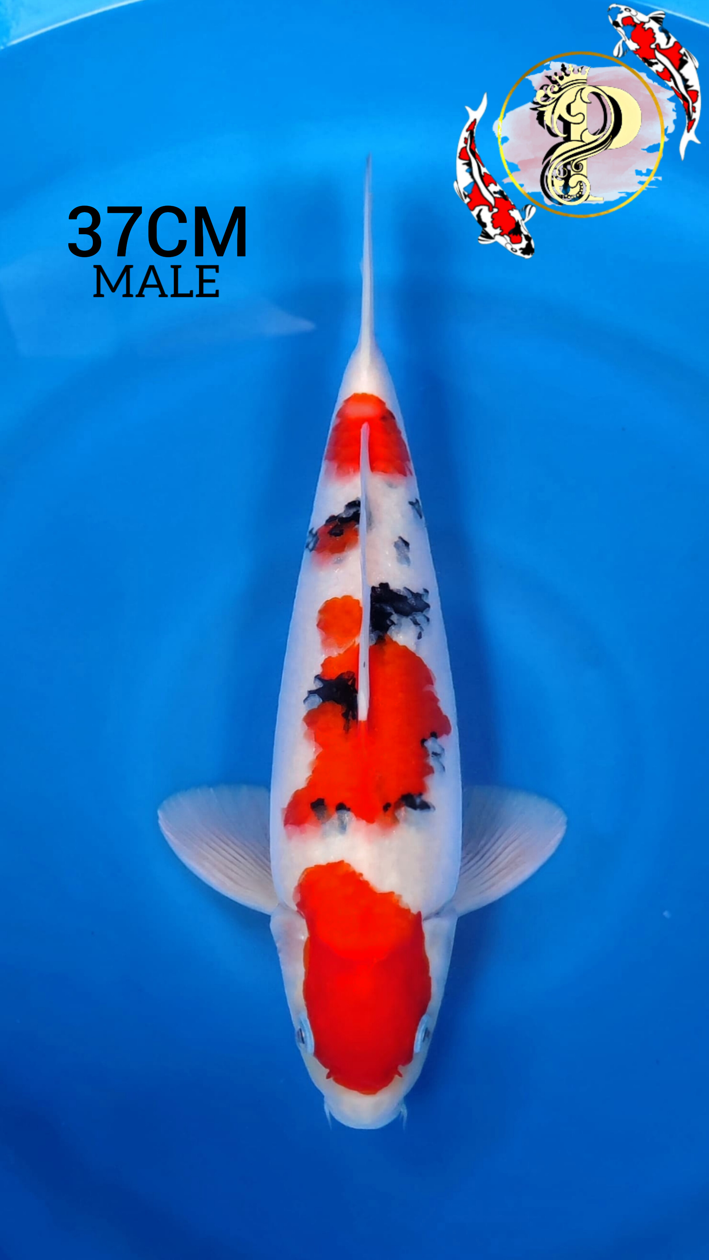 Lelang Koi Online, Jual Beli Ikan Koi, Pusat Jual Beli Koi, Info Lelang Koi Hari Ini, Platform Jual Beli Koi, Jual Beli Ikan Koi Online, Marketplace Ikan Koi, Jual Koi Terbaik, Tempat Beli Koi Berkualitas, Pasar Ikan Koi Online Terpercaya, Penjual Ikan Koi Terpercaya, Beli Koi Hias Online, Ikan Koi untuk Dijual, Koi Kualitas Terbaik, Toko Online Ikan Koi, Koi Hias Untuk Dijual, Jual Beli Ikan Koi Lokal, Koi Indonesia Online, Pusat Jual Beli Koi Terbesar