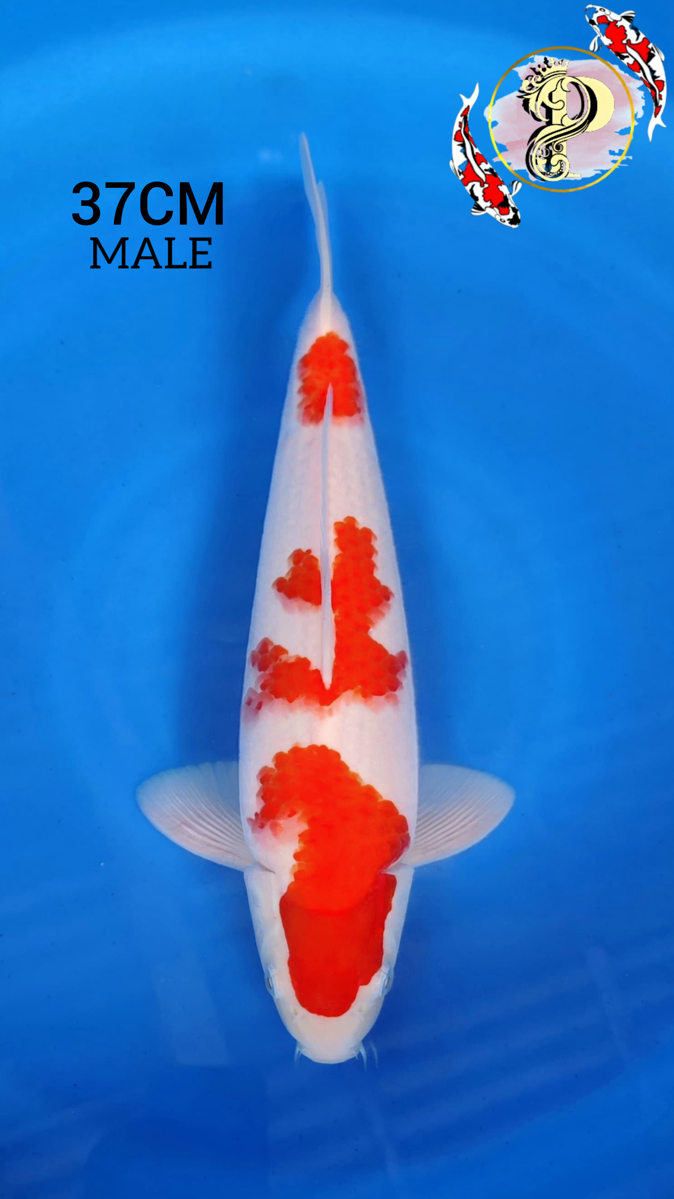 Lelang Koi Online, Jual Beli Ikan Koi, Pusat Jual Beli Koi, Info Lelang Koi Hari Ini, Platform Jual Beli Koi, Jual Beli Ikan Koi Online, Marketplace Ikan Koi, Jual Koi Terbaik, Tempat Beli Koi Berkualitas, Pasar Ikan Koi Online Terpercaya, Penjual Ikan Koi Terpercaya, Beli Koi Hias Online, Ikan Koi untuk Dijual, Koi Kualitas Terbaik, Toko Online Ikan Koi, Koi Hias Untuk Dijual, Jual Beli Ikan Koi Lokal, Koi Indonesia Online, Pusat Jual Beli Koi Terbesar