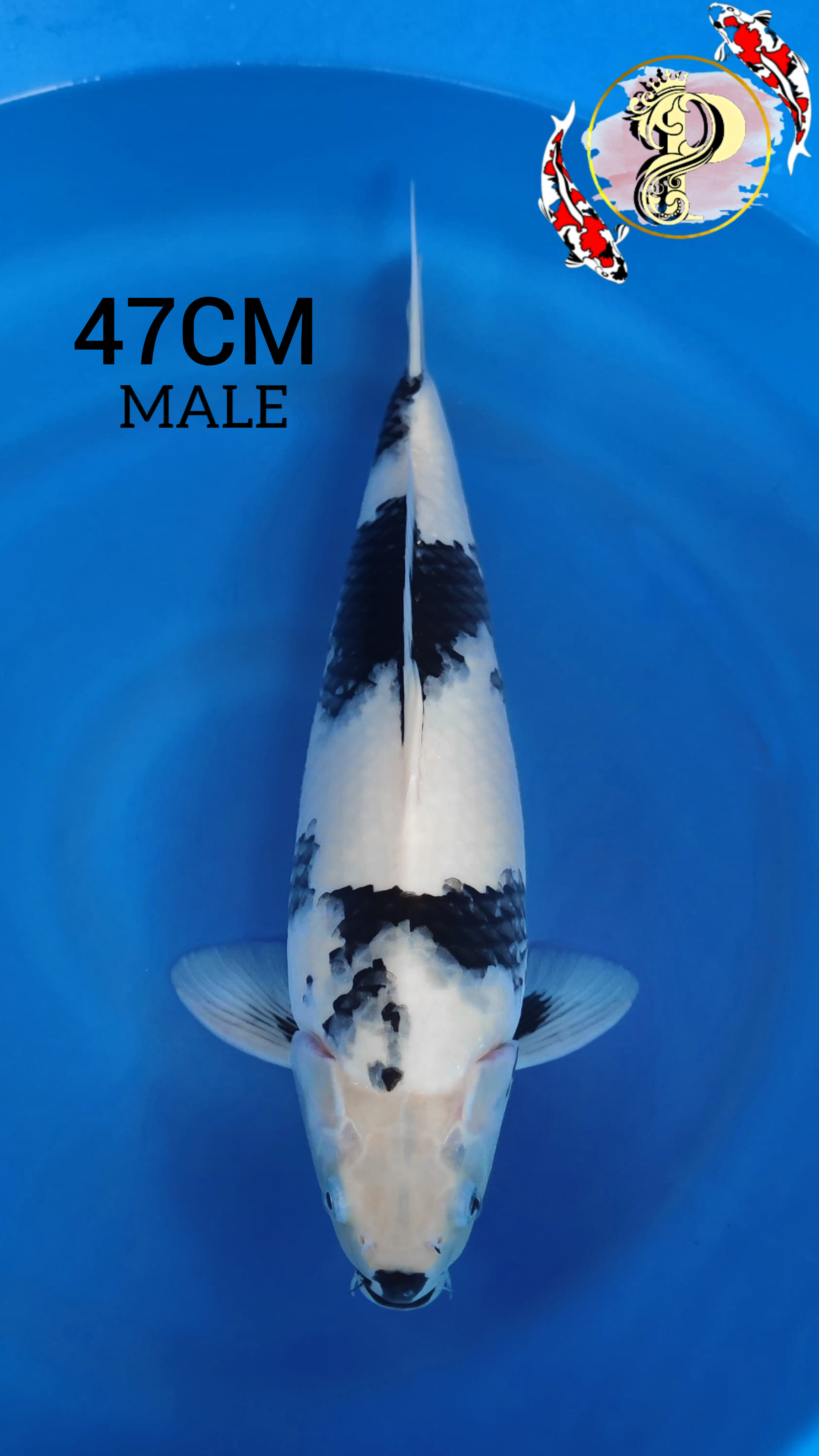 Lelang Koi Online, Jual Beli Ikan Koi, Pusat Jual Beli Koi, Info Lelang Koi Hari Ini, Platform Jual Beli Koi, Jual Beli Ikan Koi Online, Marketplace Ikan Koi, Jual Koi Terbaik, Tempat Beli Koi Berkualitas, Pasar Ikan Koi Online Terpercaya, Penjual Ikan Koi Terpercaya, Beli Koi Hias Online, Ikan Koi untuk Dijual, Koi Kualitas Terbaik, Toko Online Ikan Koi, Koi Hias Untuk Dijual, Jual Beli Ikan Koi Lokal, Koi Indonesia Online, Pusat Jual Beli Koi Terbesar