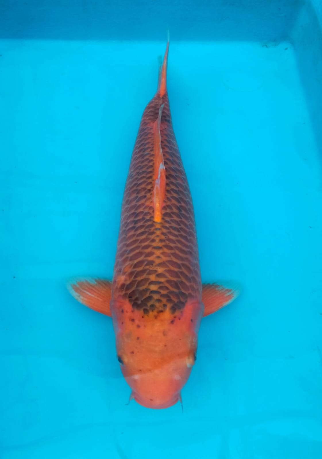 Lelang Koi Online, Jual Beli Ikan Koi, Pusat Jual Beli Koi, Info Lelang Koi Hari Ini, Platform Jual Beli Koi, Jual Beli Ikan Koi Online, Marketplace Ikan Koi, Jual Koi Terbaik, Tempat Beli Koi Berkualitas, Pasar Ikan Koi Online Terpercaya, Penjual Ikan Koi Terpercaya, Beli Koi Hias Online, Ikan Koi untuk Dijual, Koi Kualitas Terbaik, Toko Online Ikan Koi, Koi Hias Untuk Dijual, Jual Beli Ikan Koi Lokal, Koi Indonesia Online, Pusat Jual Beli Koi Terbesar