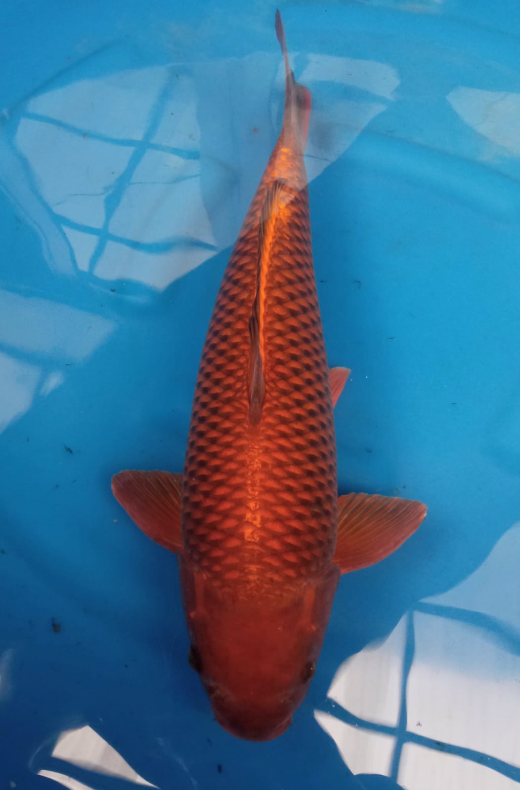 Lelang Koi Online, Jual Beli Ikan Koi, Pusat Jual Beli Koi, Info Lelang Koi Hari Ini, Platform Jual Beli Koi, Jual Beli Ikan Koi Online, Marketplace Ikan Koi, Jual Koi Terbaik, Tempat Beli Koi Berkualitas, Pasar Ikan Koi Online Terpercaya, Penjual Ikan Koi Terpercaya, Beli Koi Hias Online, Ikan Koi untuk Dijual, Koi Kualitas Terbaik, Toko Online Ikan Koi, Koi Hias Untuk Dijual, Jual Beli Ikan Koi Lokal, Koi Indonesia Online, Pusat Jual Beli Koi Terbesar
