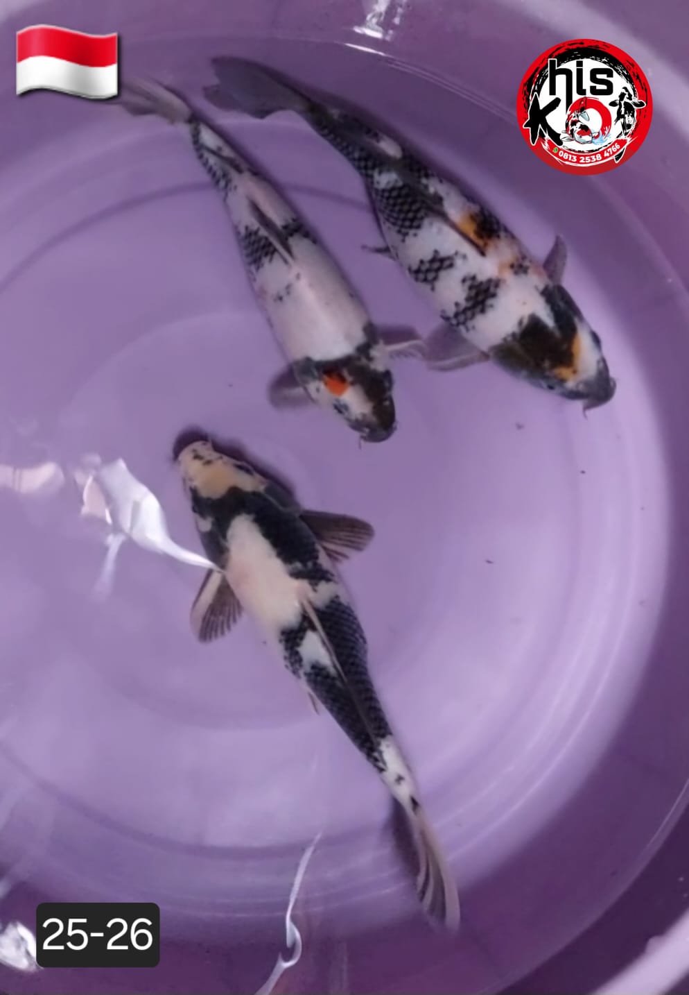 Lelang Koi Online, Jual Beli Ikan Koi, Pusat Jual Beli Koi, Info Lelang Koi Hari Ini, Platform Jual Beli Koi, Jual Beli Ikan Koi Online, Marketplace Ikan Koi, Jual Koi Terbaik, Tempat Beli Koi Berkualitas, Pasar Ikan Koi Online Terpercaya, Penjual Ikan Koi Terpercaya, Beli Koi Hias Online, Ikan Koi untuk Dijual, Koi Kualitas Terbaik, Toko Online Ikan Koi, Koi Hias Untuk Dijual, Jual Beli Ikan Koi Lokal, Koi Indonesia Online, Pusat Jual Beli Koi Terbesar