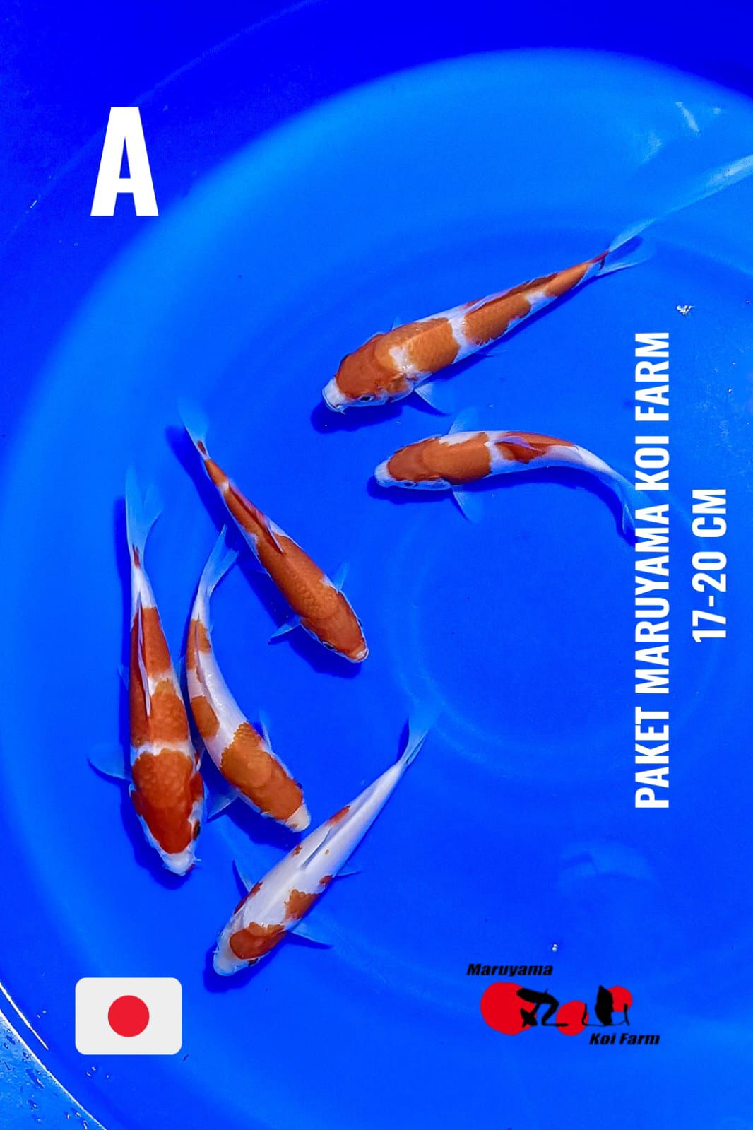 Lelang Koi Online, Jual Beli Ikan Koi, Pusat Jual Beli Koi, Info Lelang Koi Hari Ini, Platform Jual Beli Koi, Jual Beli Ikan Koi Online, Marketplace Ikan Koi, Jual Koi Terbaik, Tempat Beli Koi Berkualitas, Pasar Ikan Koi Online Terpercaya, Penjual Ikan Koi Terpercaya, Beli Koi Hias Online, Ikan Koi untuk Dijual, Koi Kualitas Terbaik, Toko Online Ikan Koi, Koi Hias Untuk Dijual, Jual Beli Ikan Koi Lokal, Koi Indonesia Online, Pusat Jual Beli Koi Terbesar