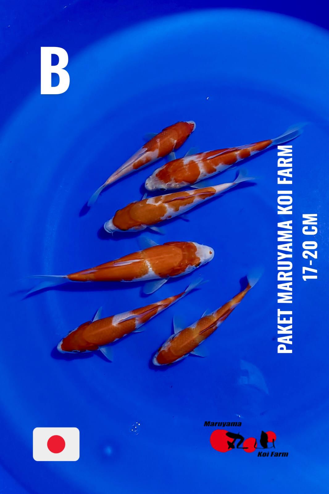 Lelang Koi Online, Jual Beli Ikan Koi, Pusat Jual Beli Koi, Info Lelang Koi Hari Ini, Platform Jual Beli Koi, Jual Beli Ikan Koi Online, Marketplace Ikan Koi, Jual Koi Terbaik, Tempat Beli Koi Berkualitas, Pasar Ikan Koi Online Terpercaya, Penjual Ikan Koi Terpercaya, Beli Koi Hias Online, Ikan Koi untuk Dijual, Koi Kualitas Terbaik, Toko Online Ikan Koi, Koi Hias Untuk Dijual, Jual Beli Ikan Koi Lokal, Koi Indonesia Online, Pusat Jual Beli Koi Terbesar